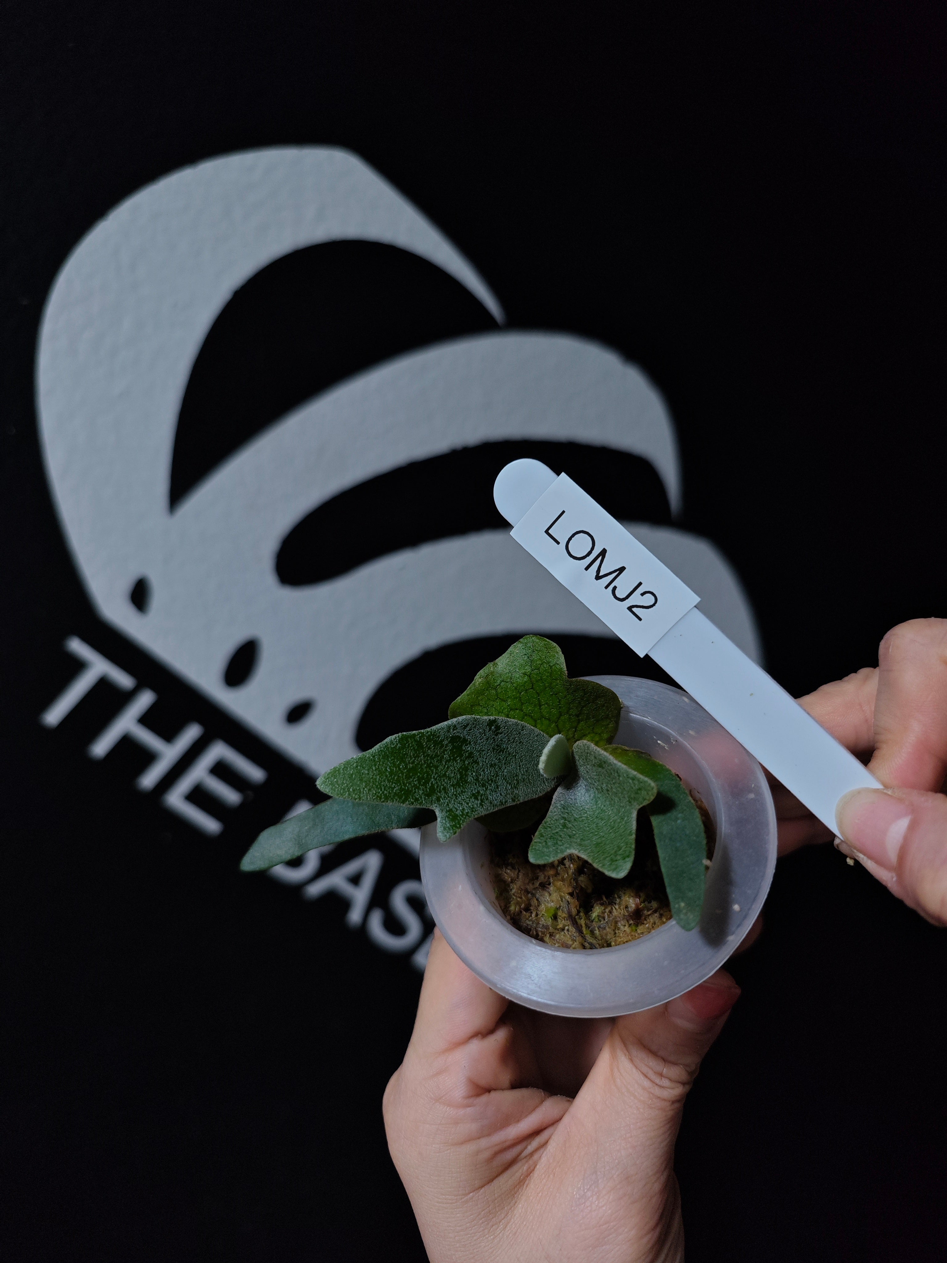 Platycerium Willinckii Dwarf “OMG” Sporeling - thebasements.com