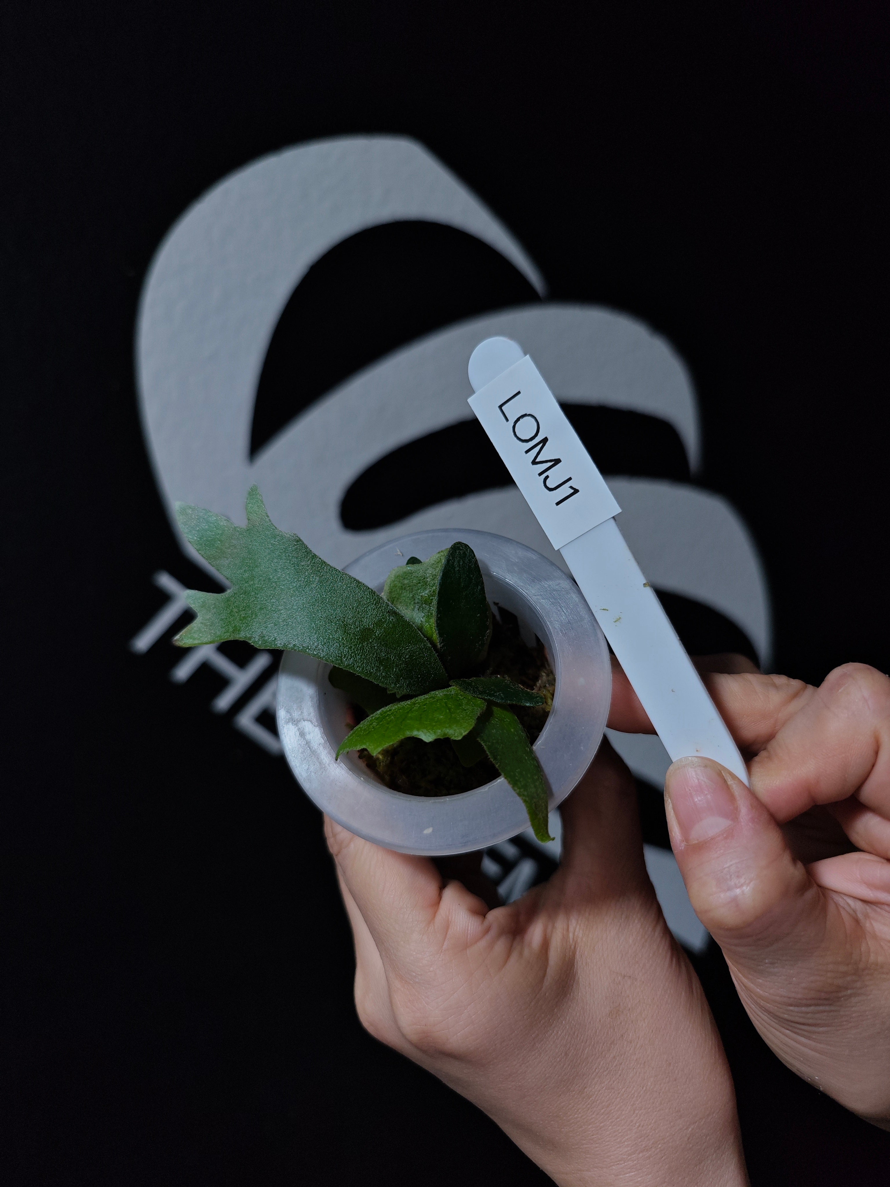 Platycerium Willinckii Dwarf “OMG” Sporeling - thebasements.com