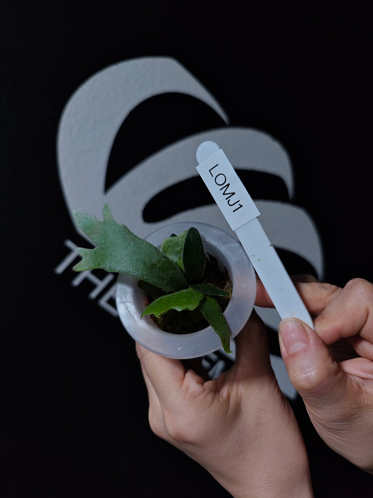 Platycerium Willinckii Dwarf “OMG” Sporeling