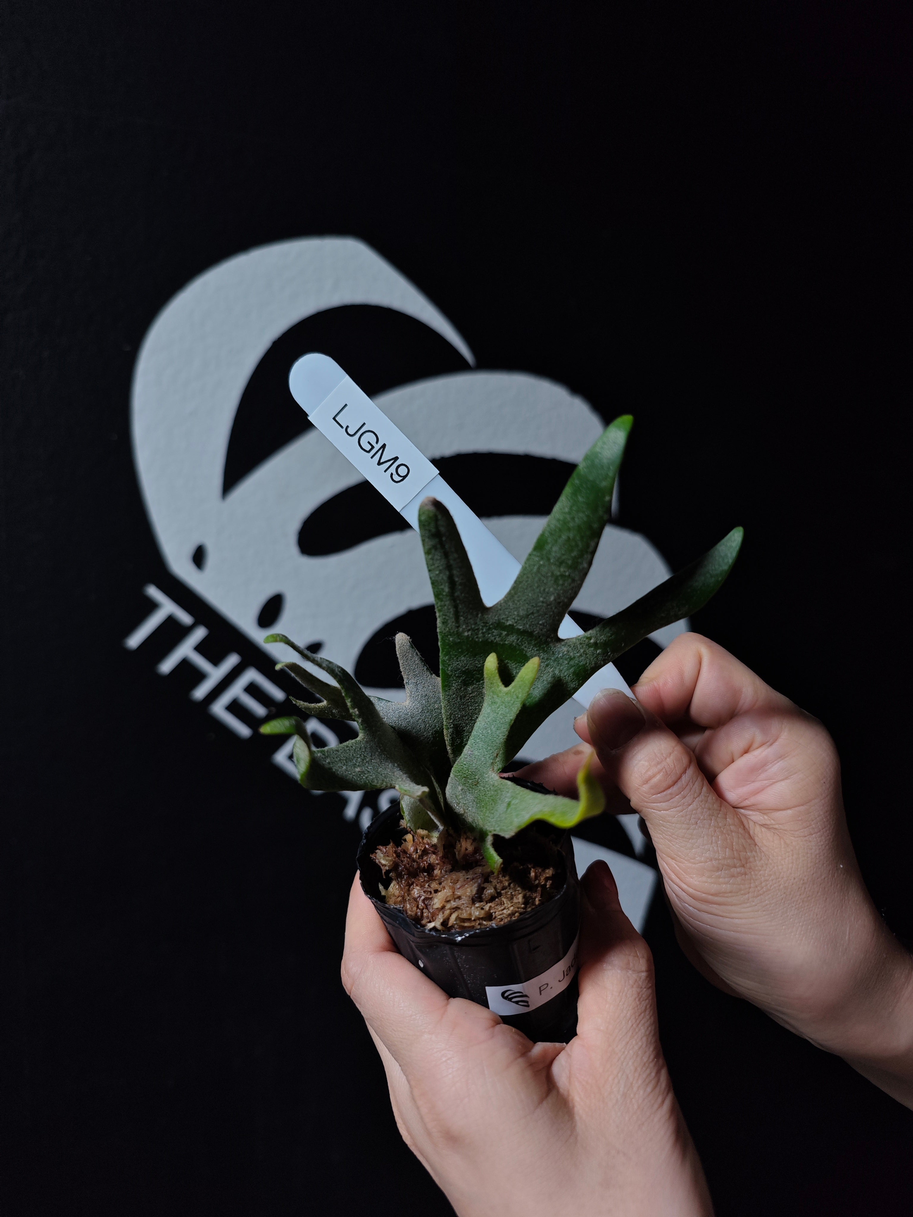 Platycerium Willinckii Dwarf “Jade Gril” Sporeling