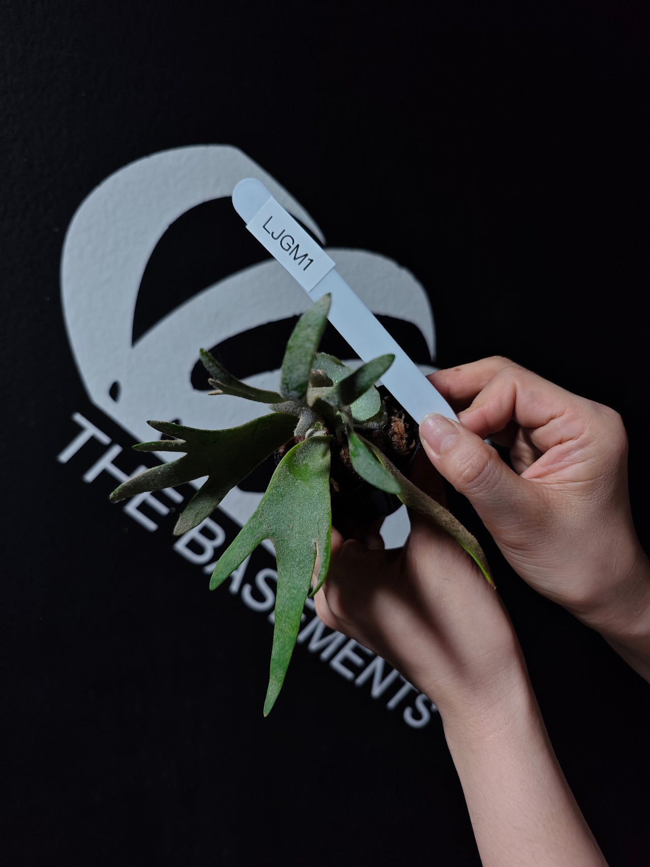 Platycerium Willinckii Dwarf “Jade Gril” Sporeling