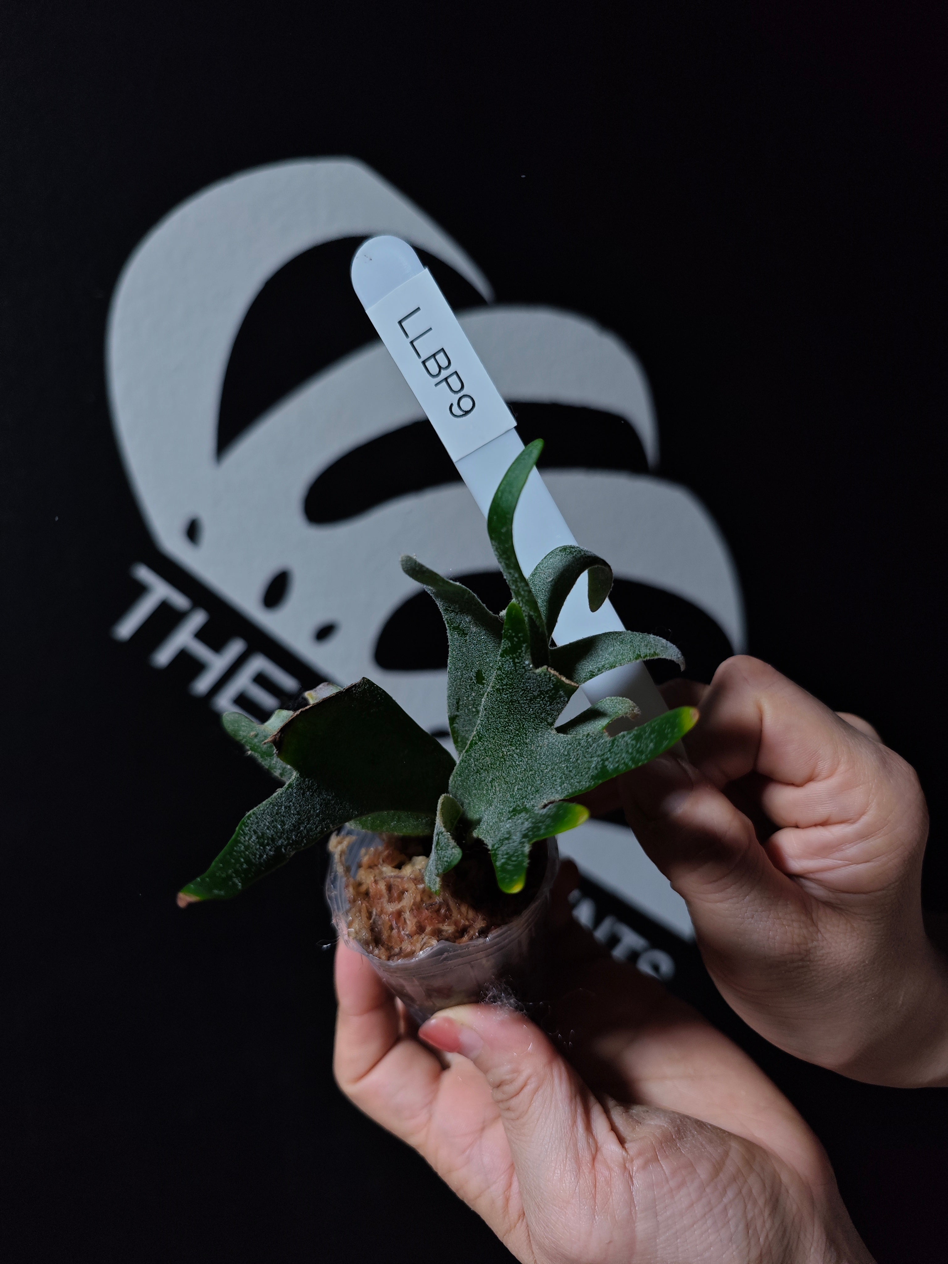 Platycerium Willinckii Dwarf “Bacteria” Sporeling