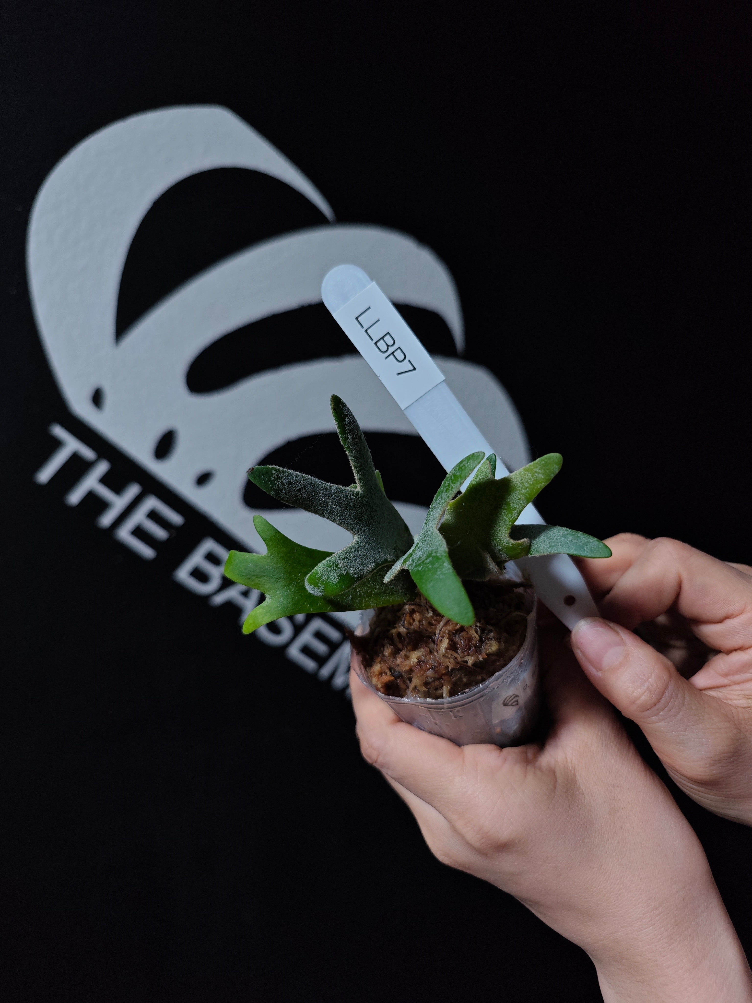 Platycerium Willinckii Dwarf “Bacteria” Sporeling - thebasements.com