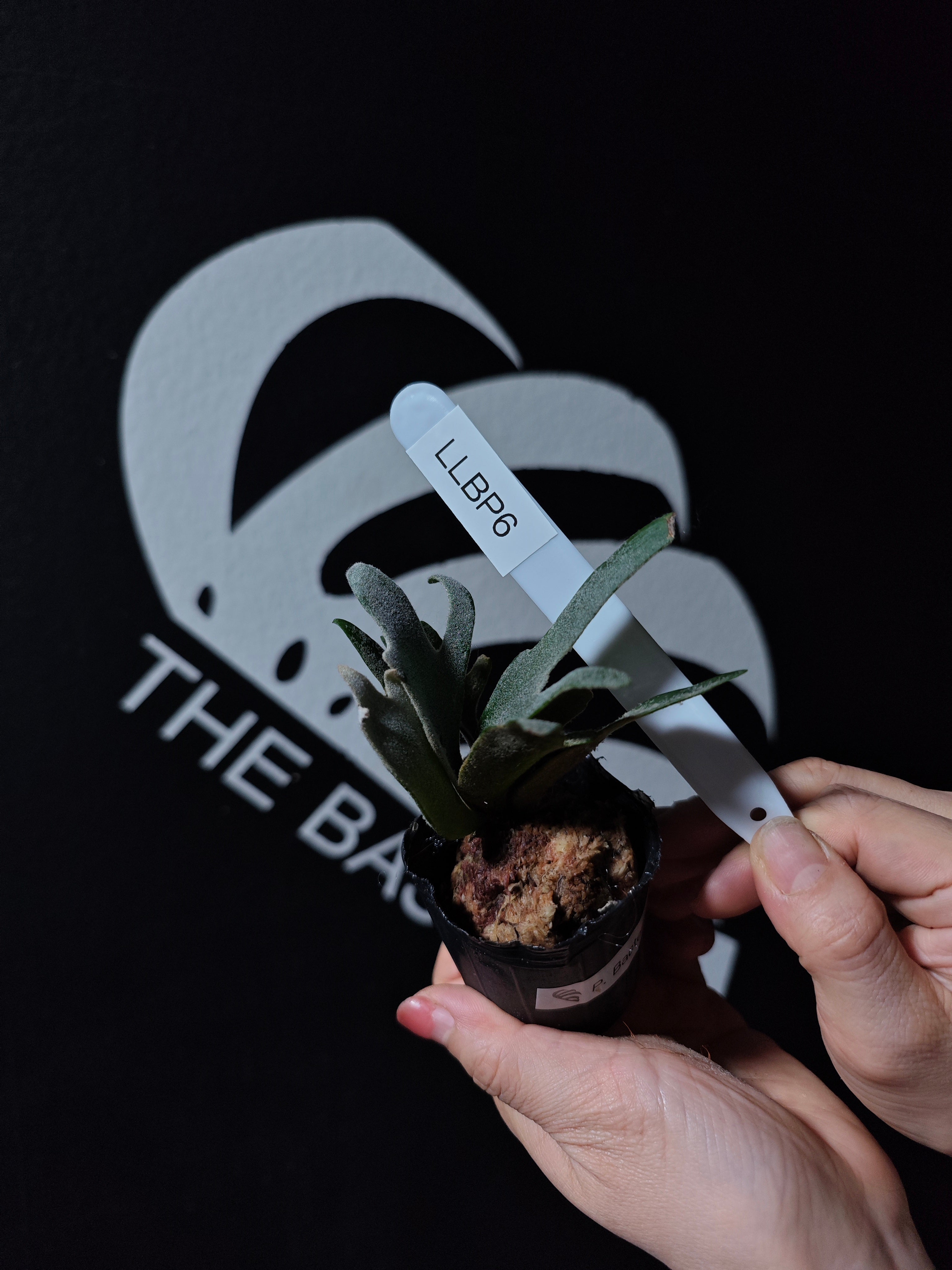 P. willinckii 'Bacteria' spore 1234 P. Willinckii Bacteria : r