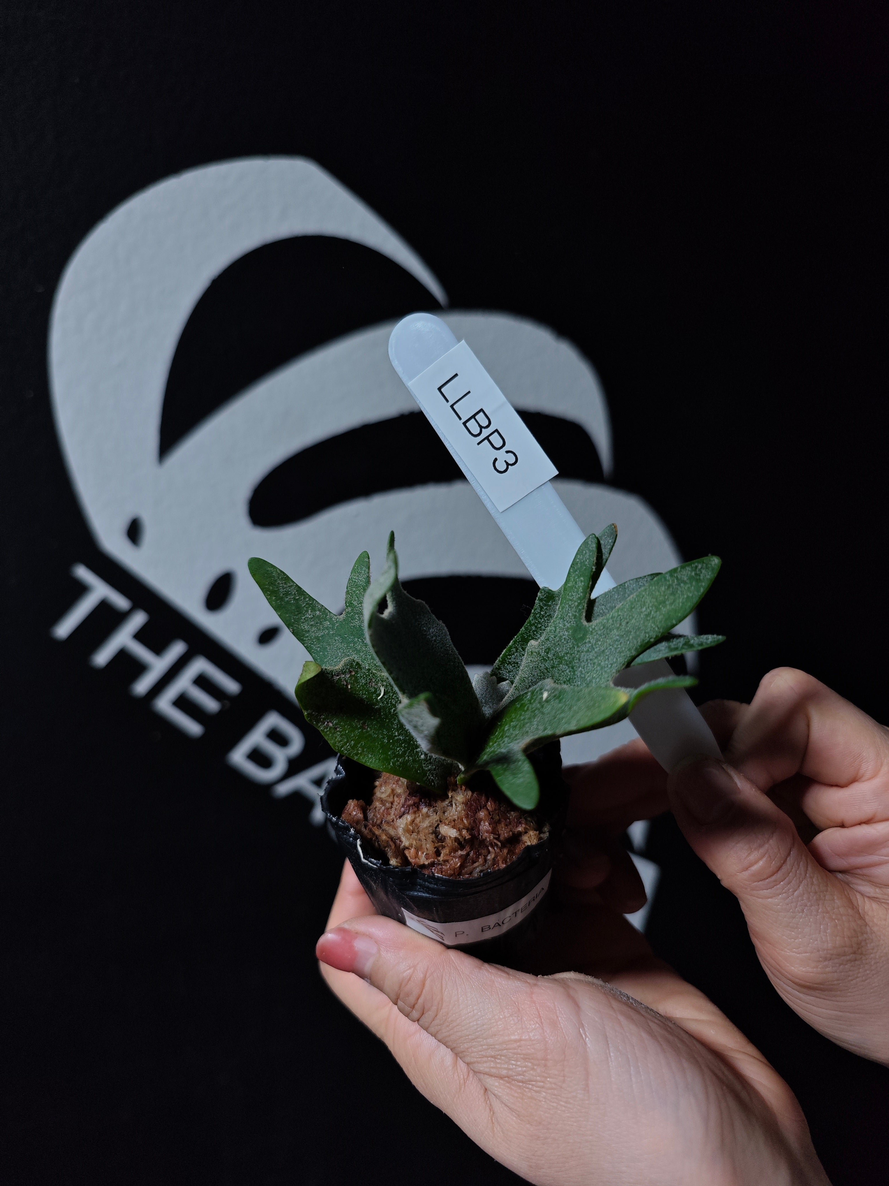 Platycerium Willinckii Dwarf “Bacteria” Sporeling - thebasements.com