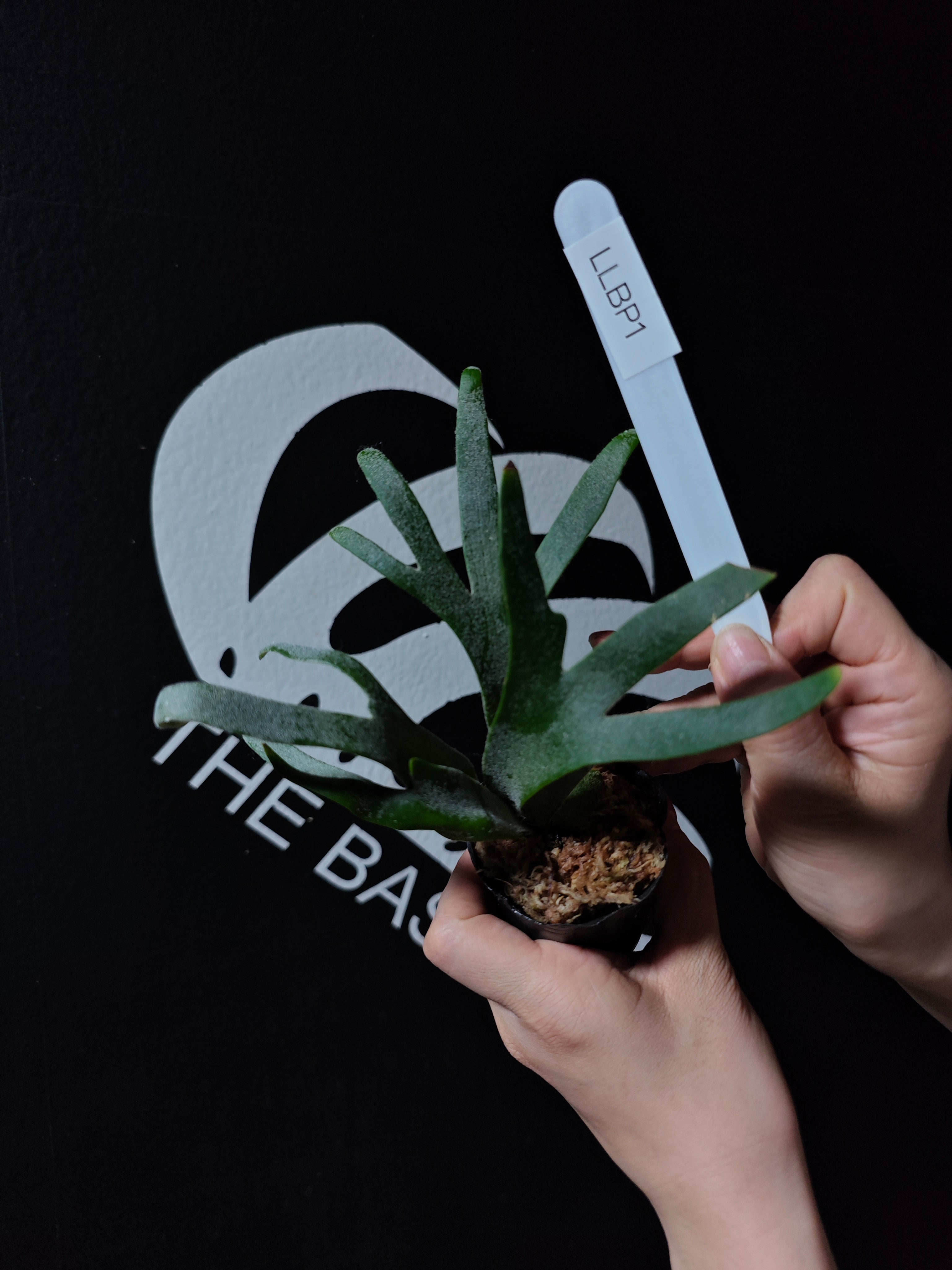 Platycerium Willinckii Dwarf “Bacteria” Sporeling