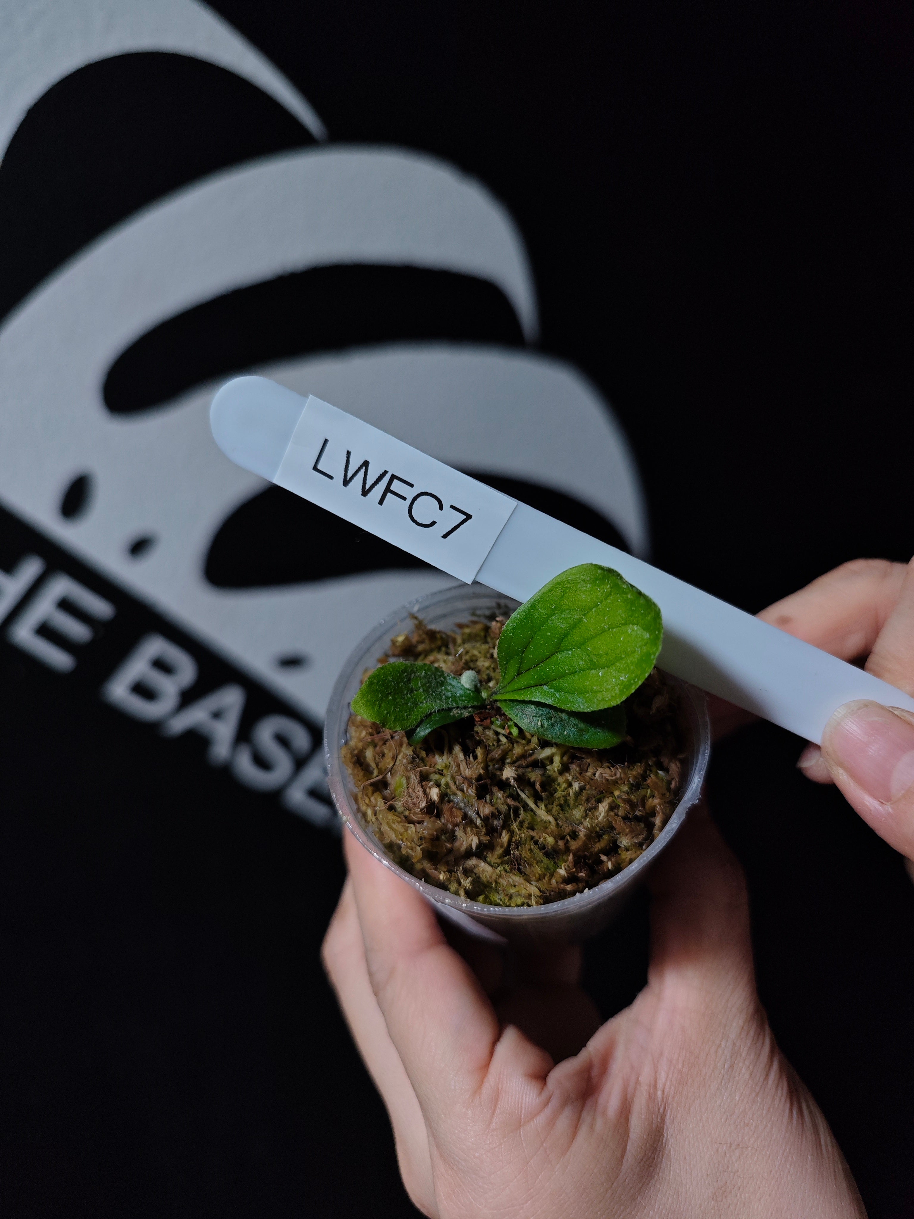 ビカクシダP.Willinckii Watchara Fish Bone OC P.willinckii Fish Bone 【artPLANTs/PLANTS GARAGE】 ビカクシダ