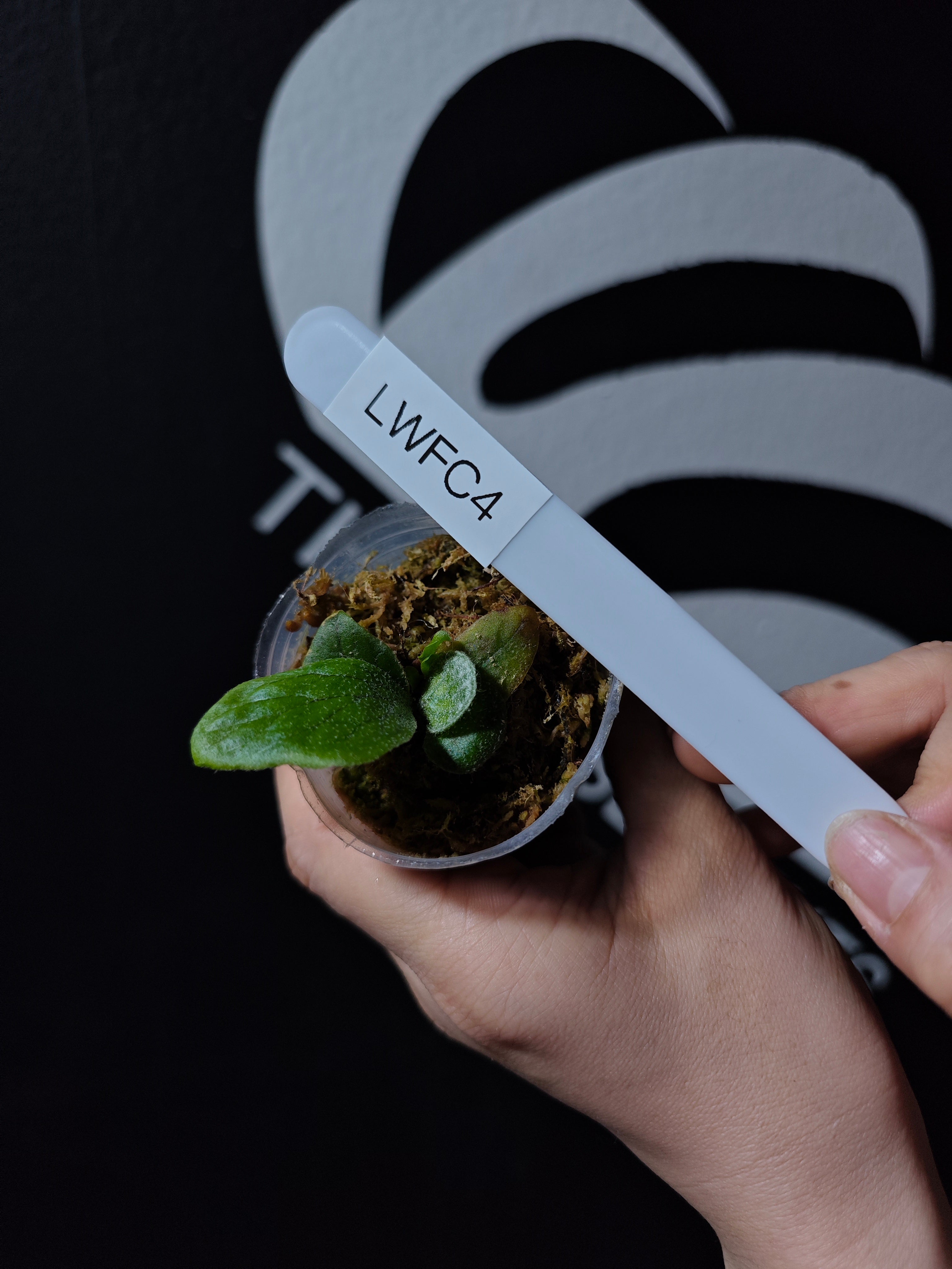 ビカクシダP.Willinckii Watchara Fish Bone OC m*z様 ビカクシダWillinckii Watchara 'Fish Bone m*z様 ビカクシダ