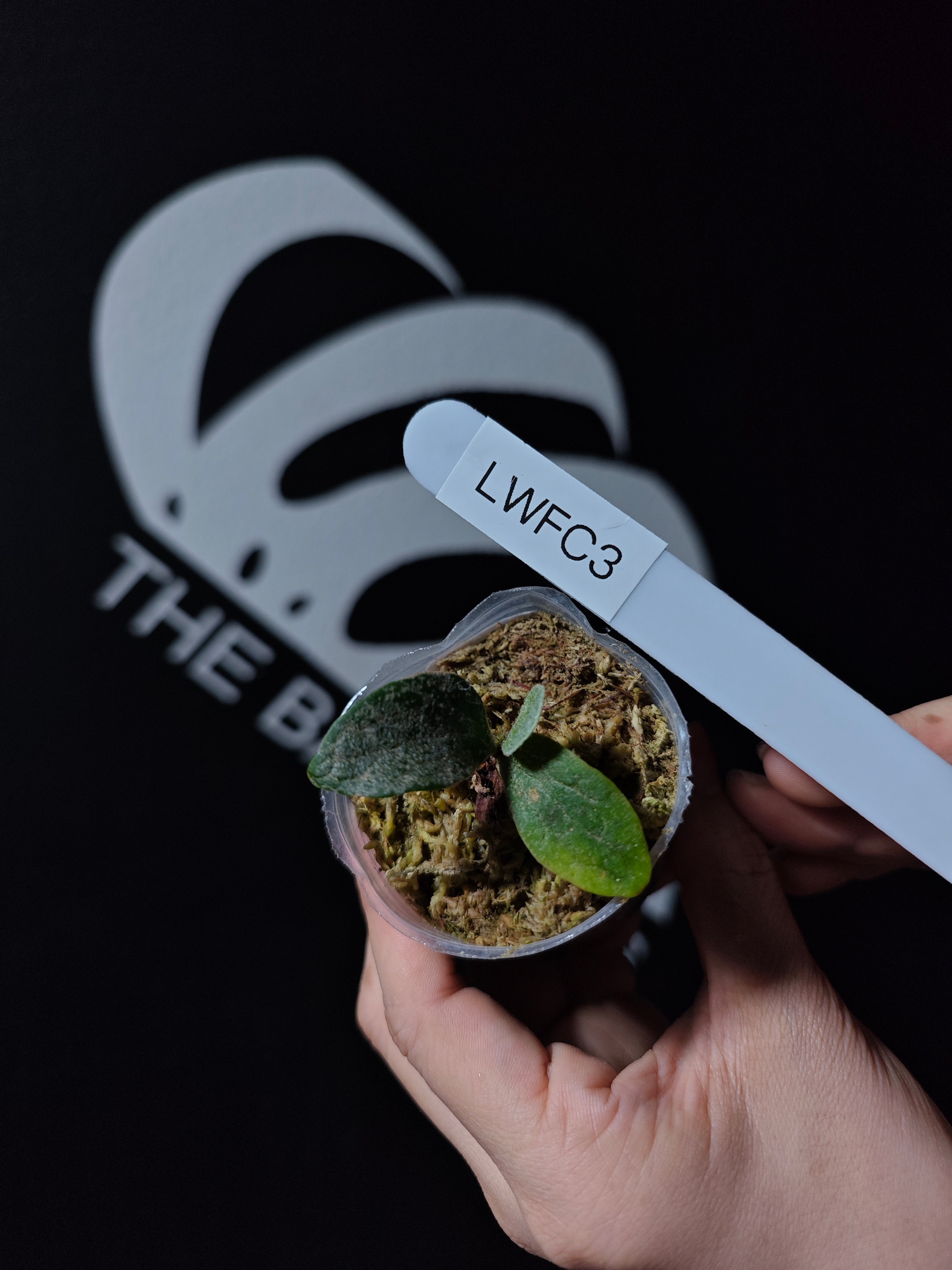 ビカクシダP.Willinckii Watchara Fish Bone OC m*z様 ビカクシダWillinckii Watchara 'Fish Bone m*z様 ビカクシダ