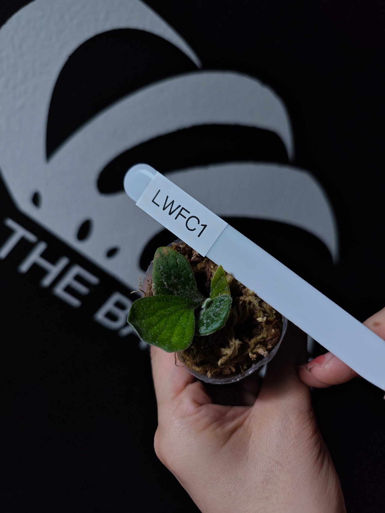 Platycerium Willinckii “Watchara” Spore "Fishbone" Dwarf