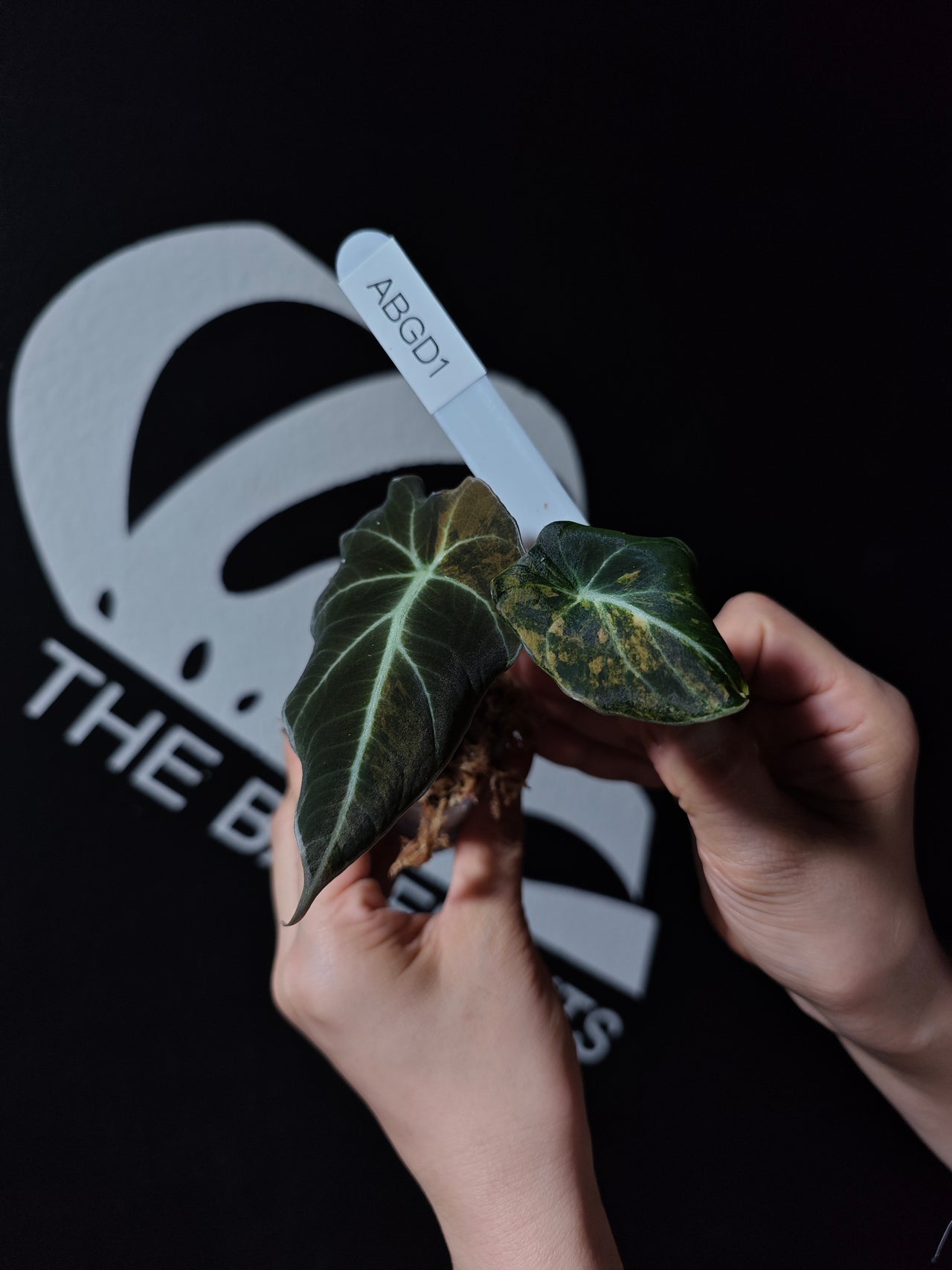 Alocasia Black Velvet Gold - thebasements.us