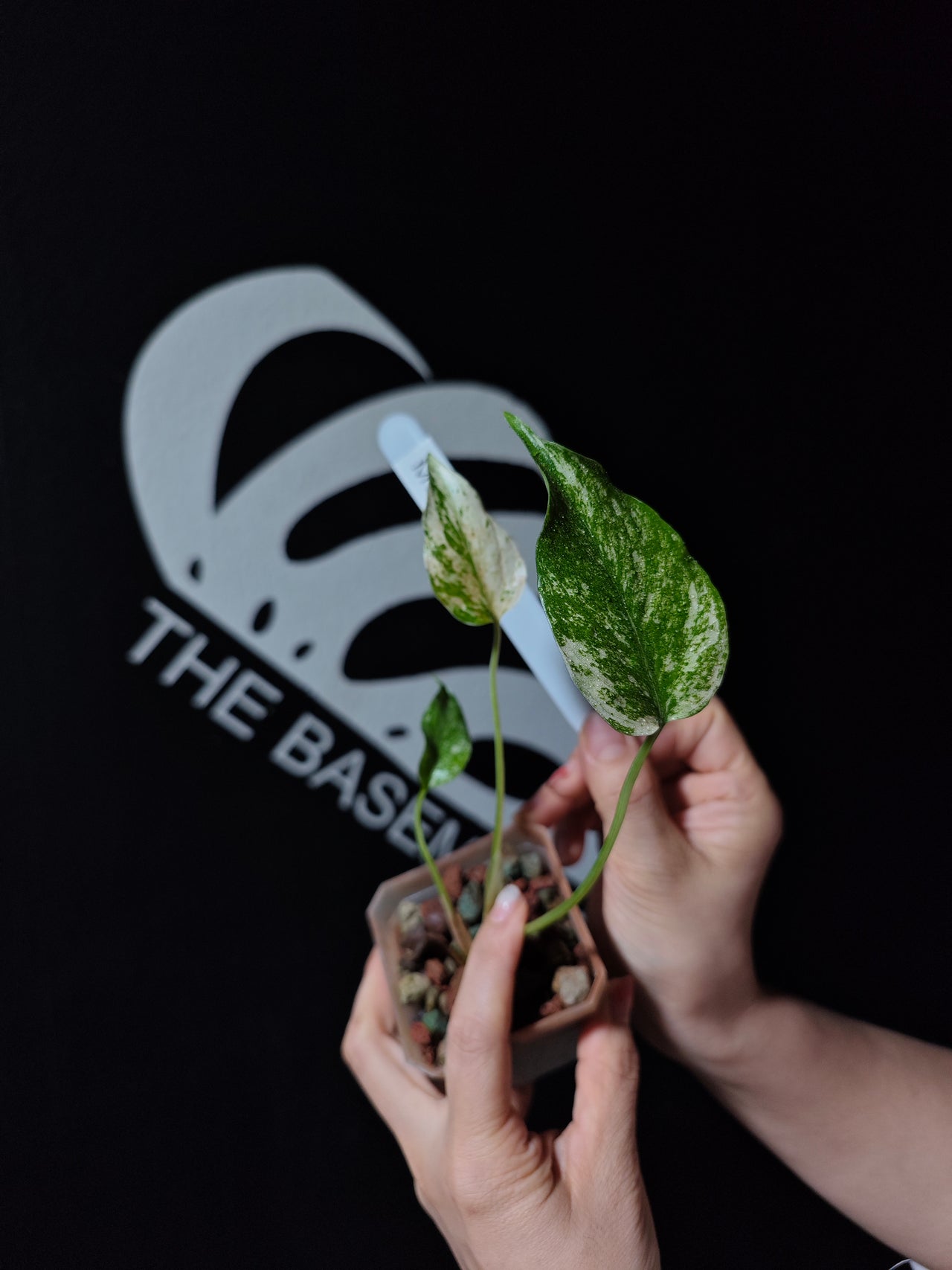 Monstera White Monster Primer Selected