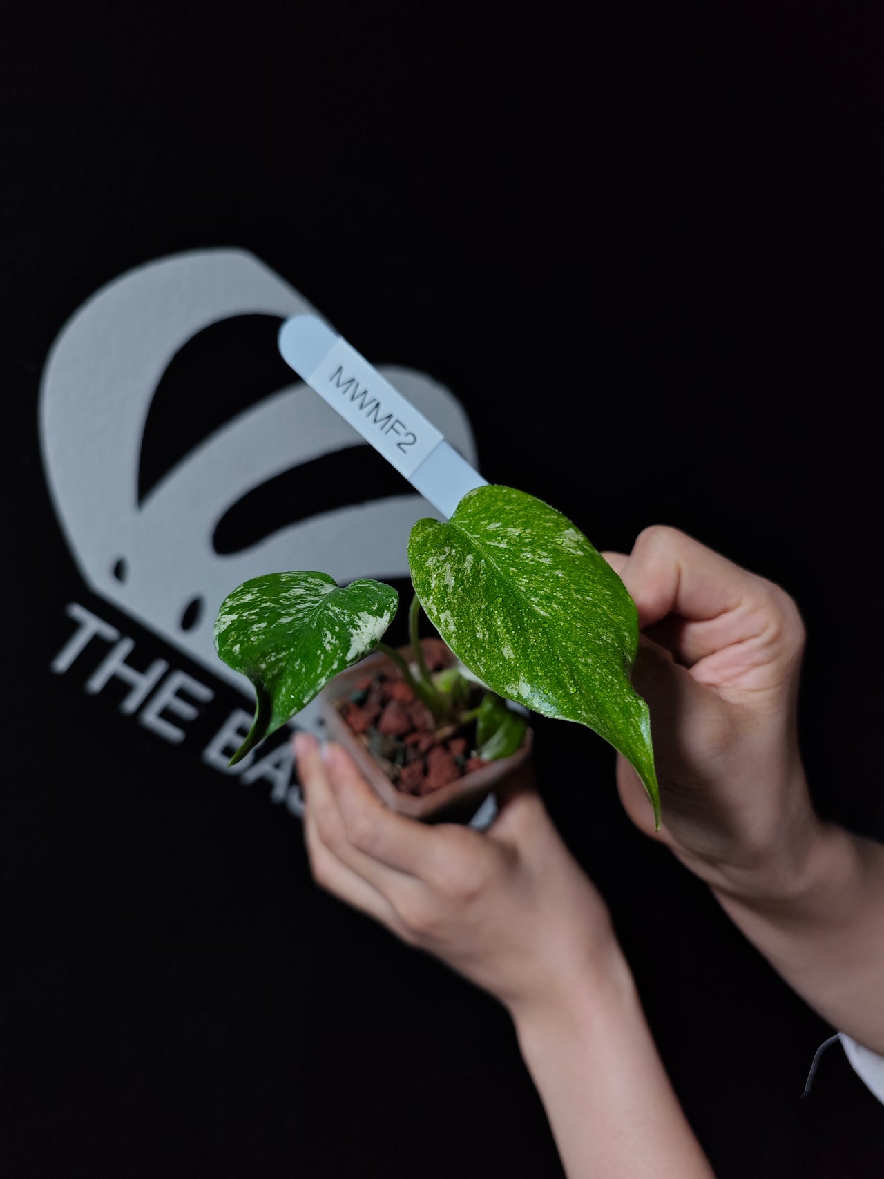 Monstera White Monster Primer Selected