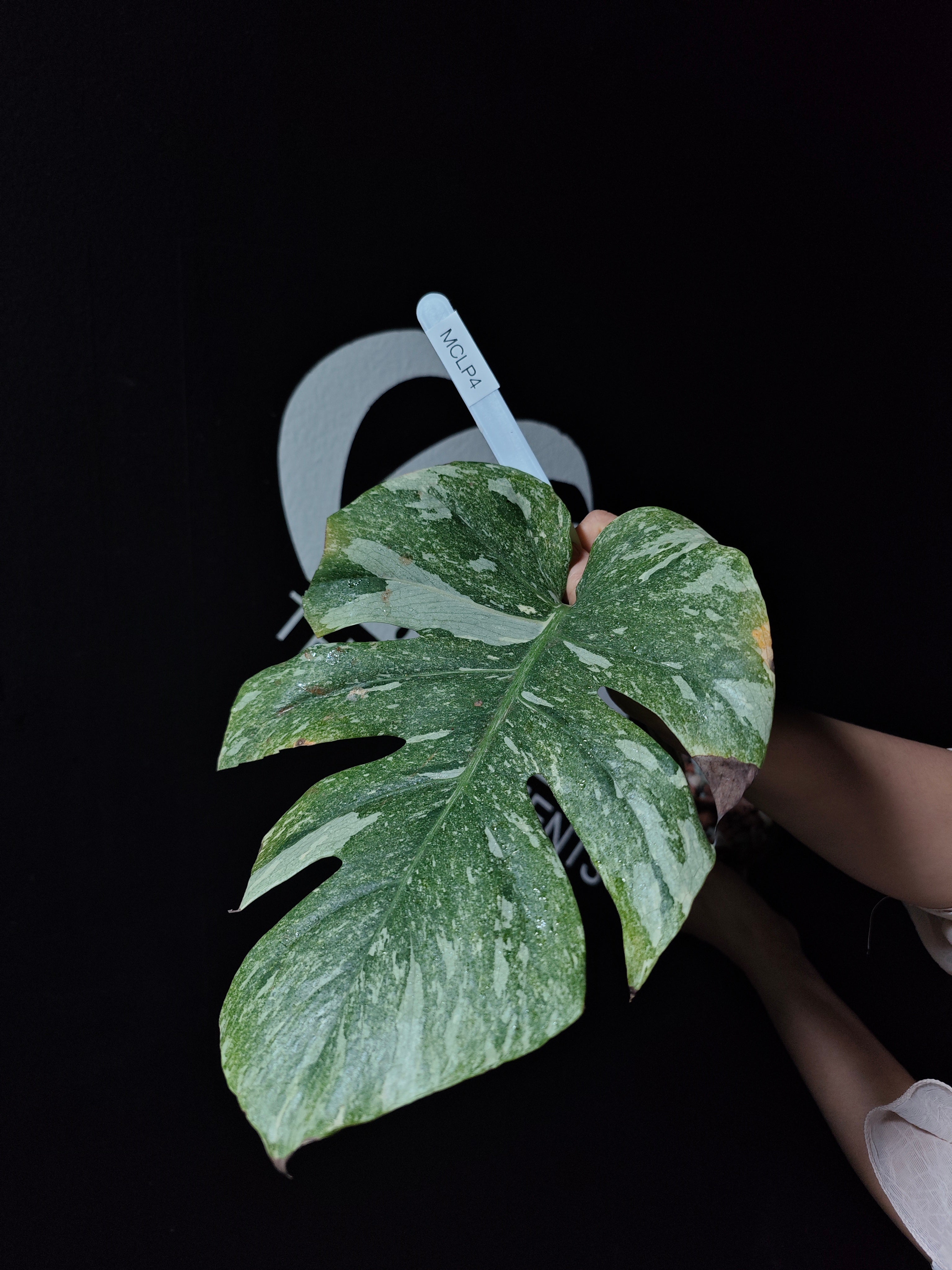 Monstera Legacy - thebasements.com