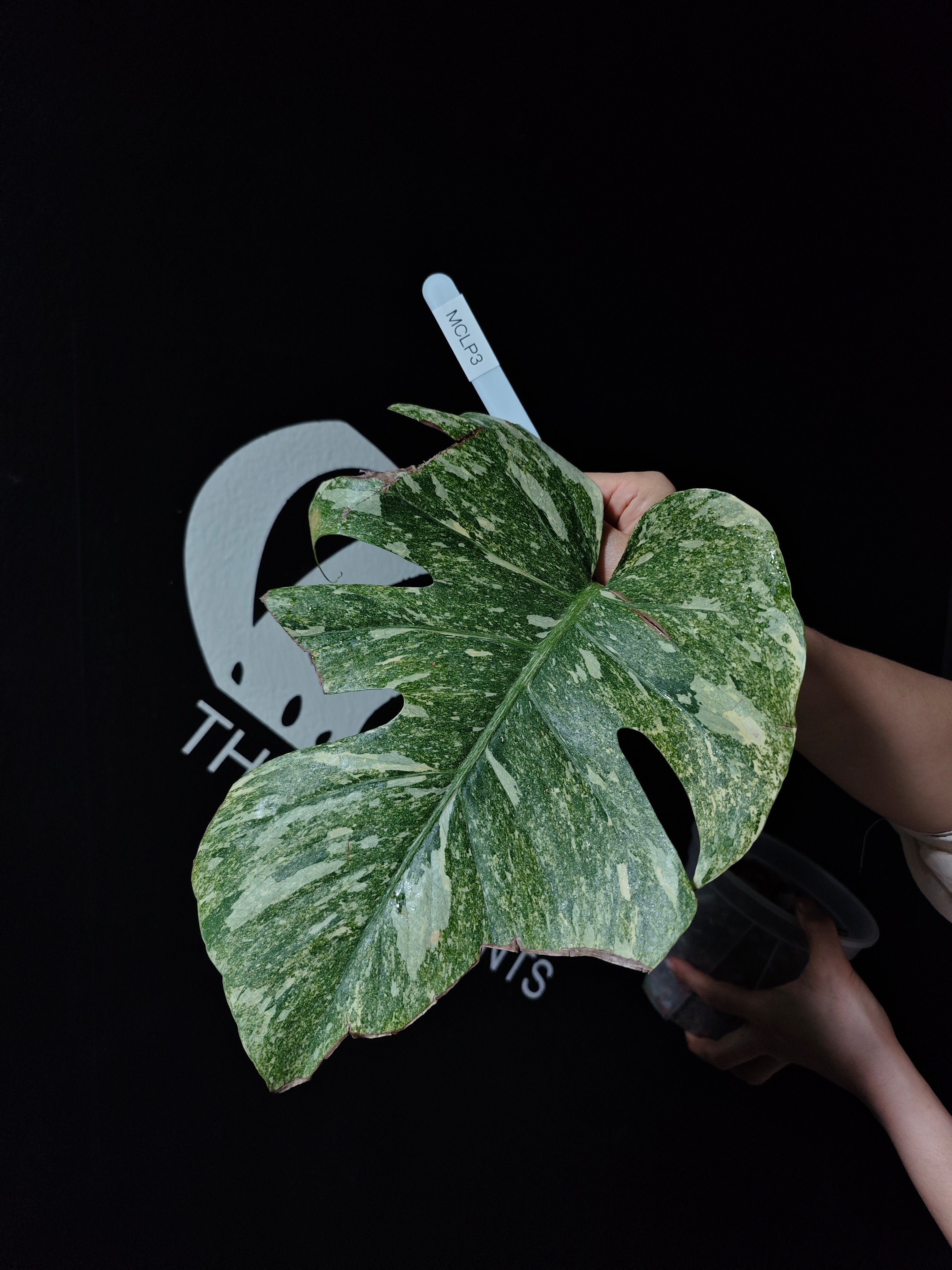 Monstera Legacy - thebasements.com