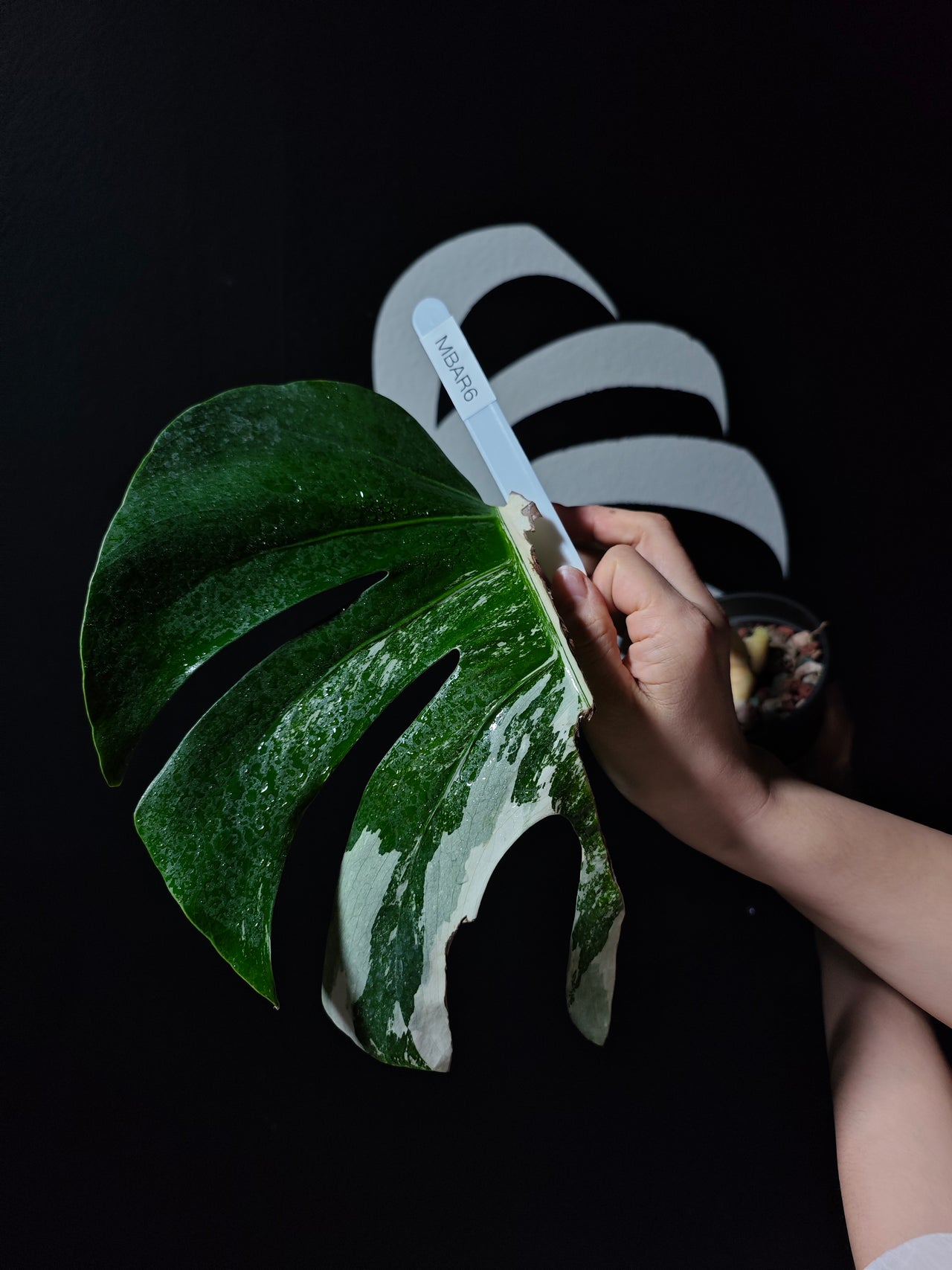 Monstera Borsigiana Albo