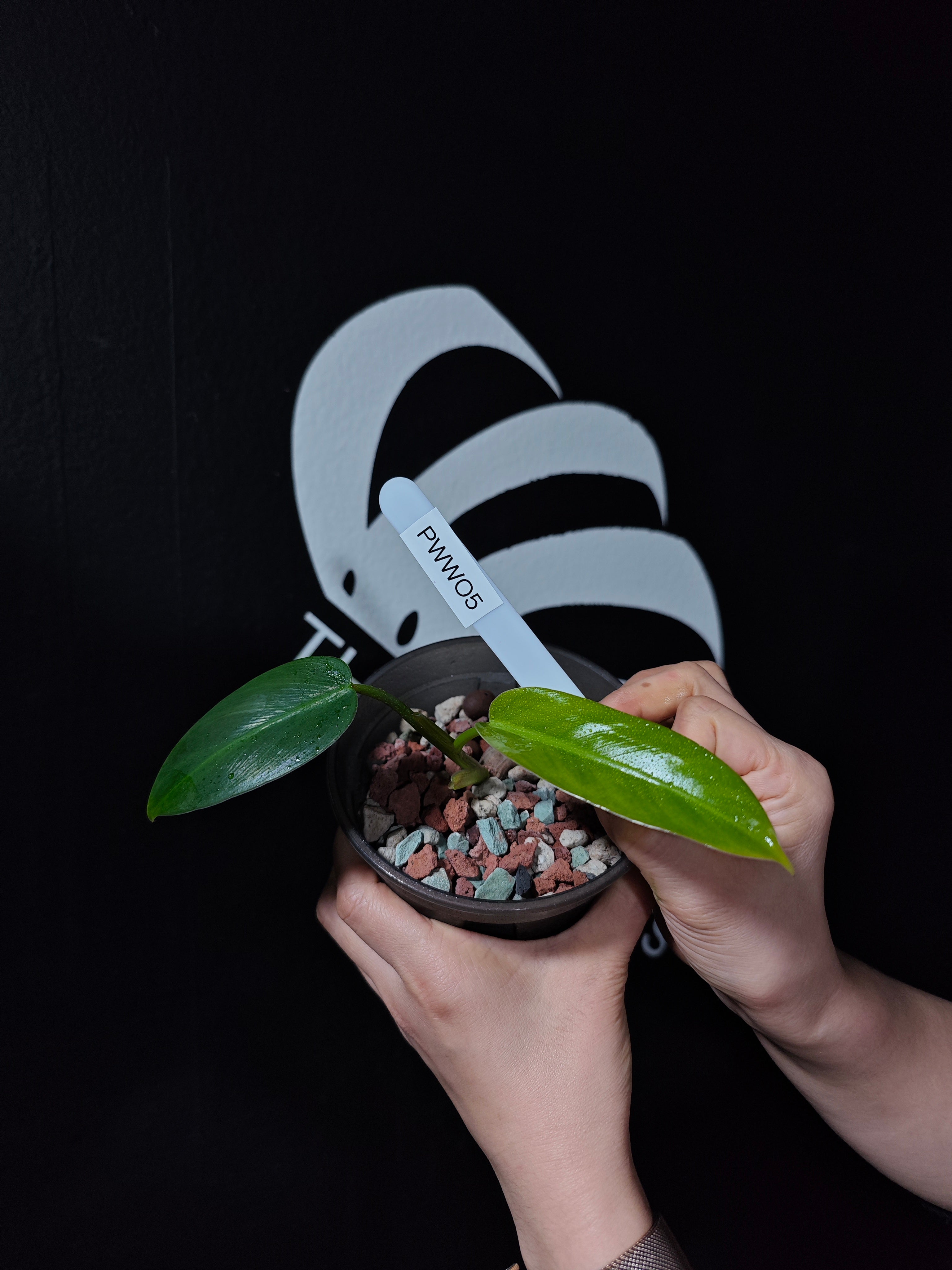 Philodendron Whipple Way - thebasements.com