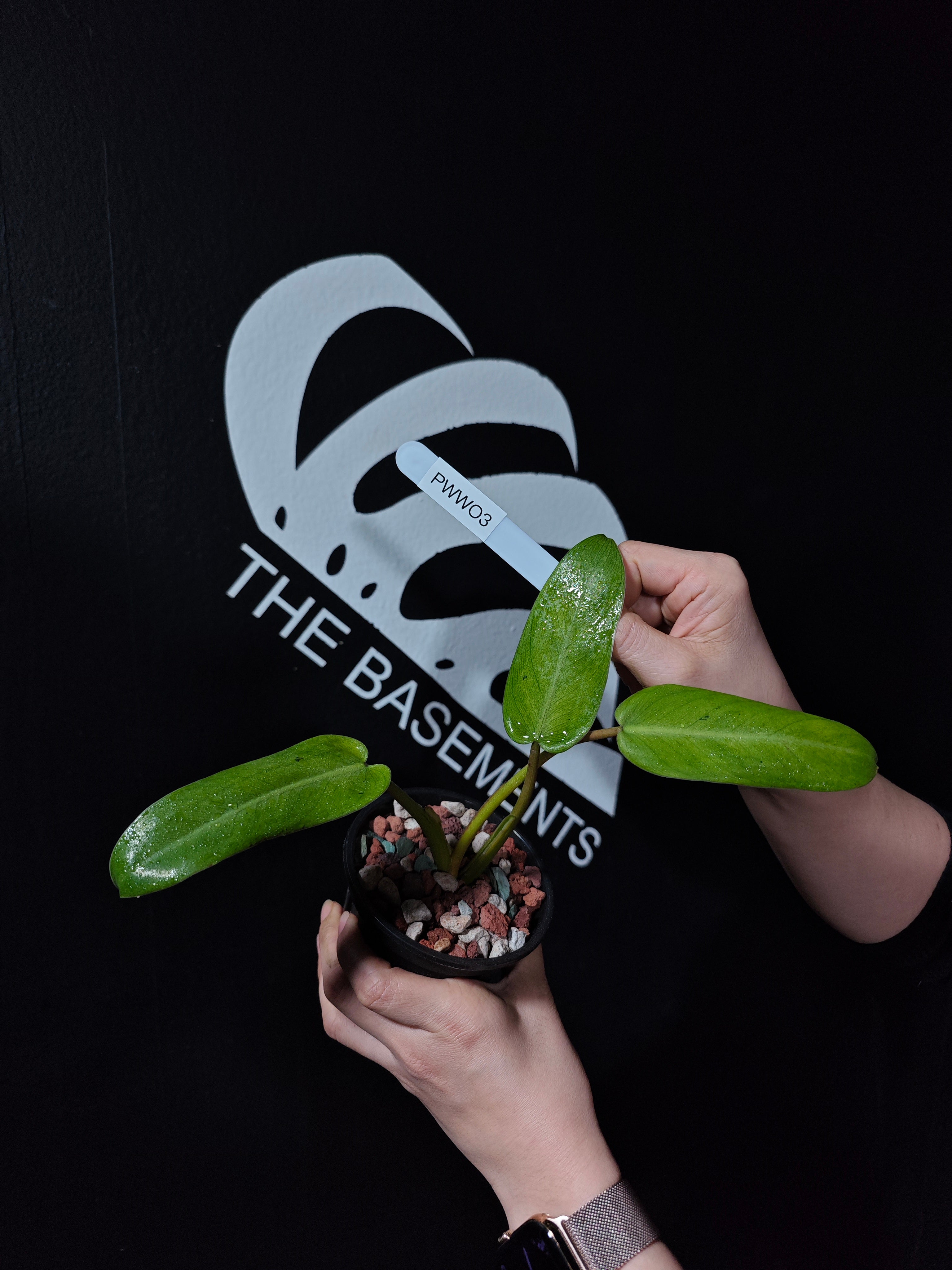 Philodendron Whipple Way - thebasements.com