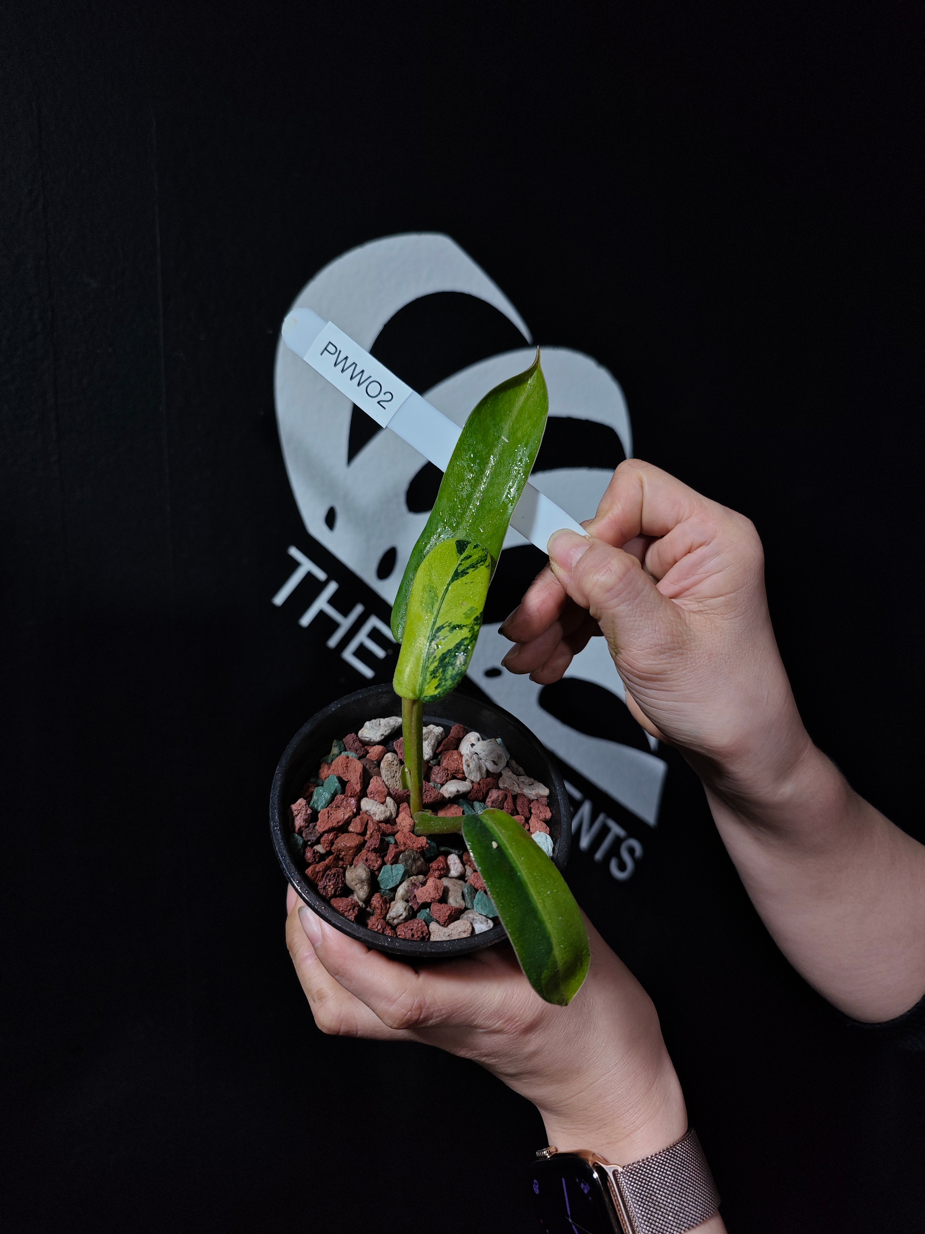 Philodendron Whipple Way - thebasements.com