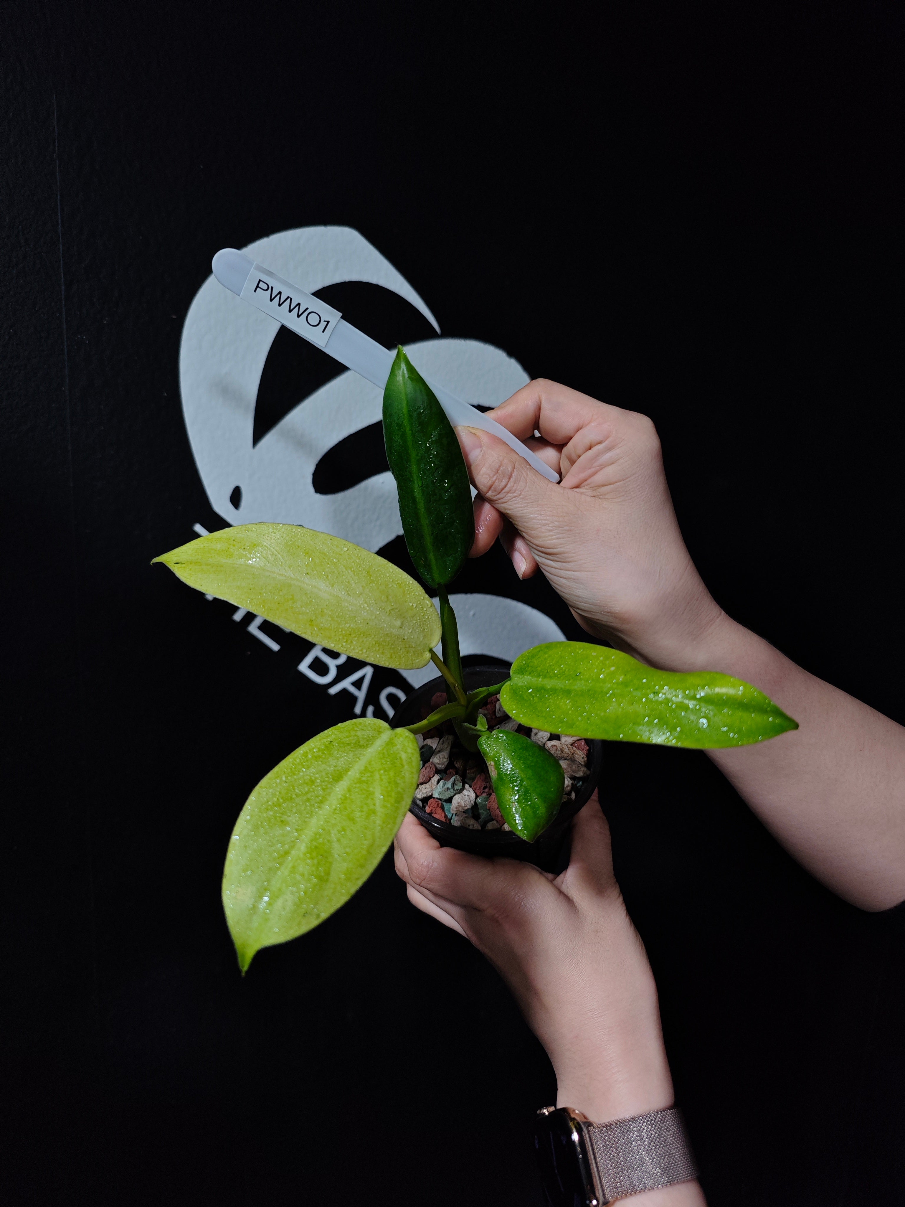 極美白斑フィロデンドロンホイップルウェイ 極美白斑フィロデンドロン