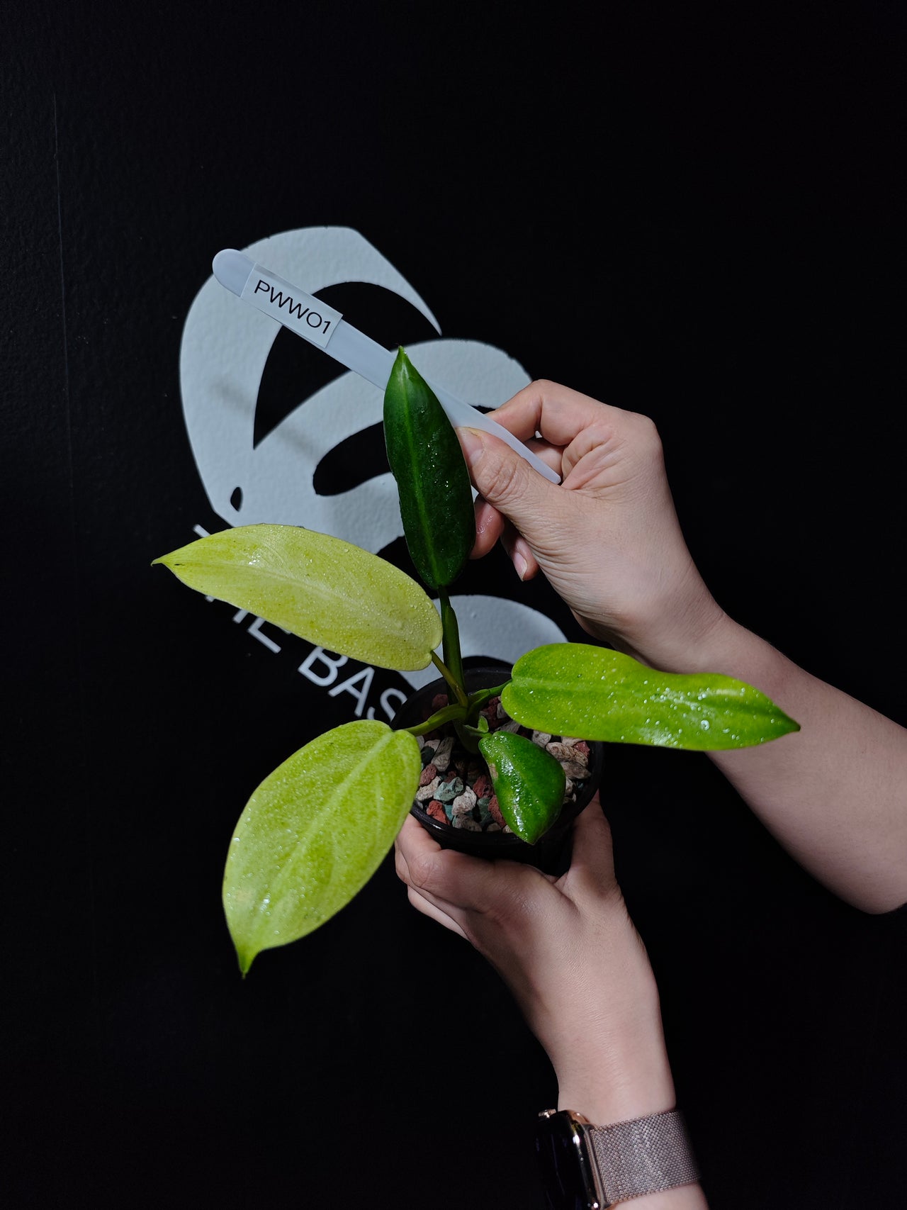 Philodendron Whipple Way - thebasements.us