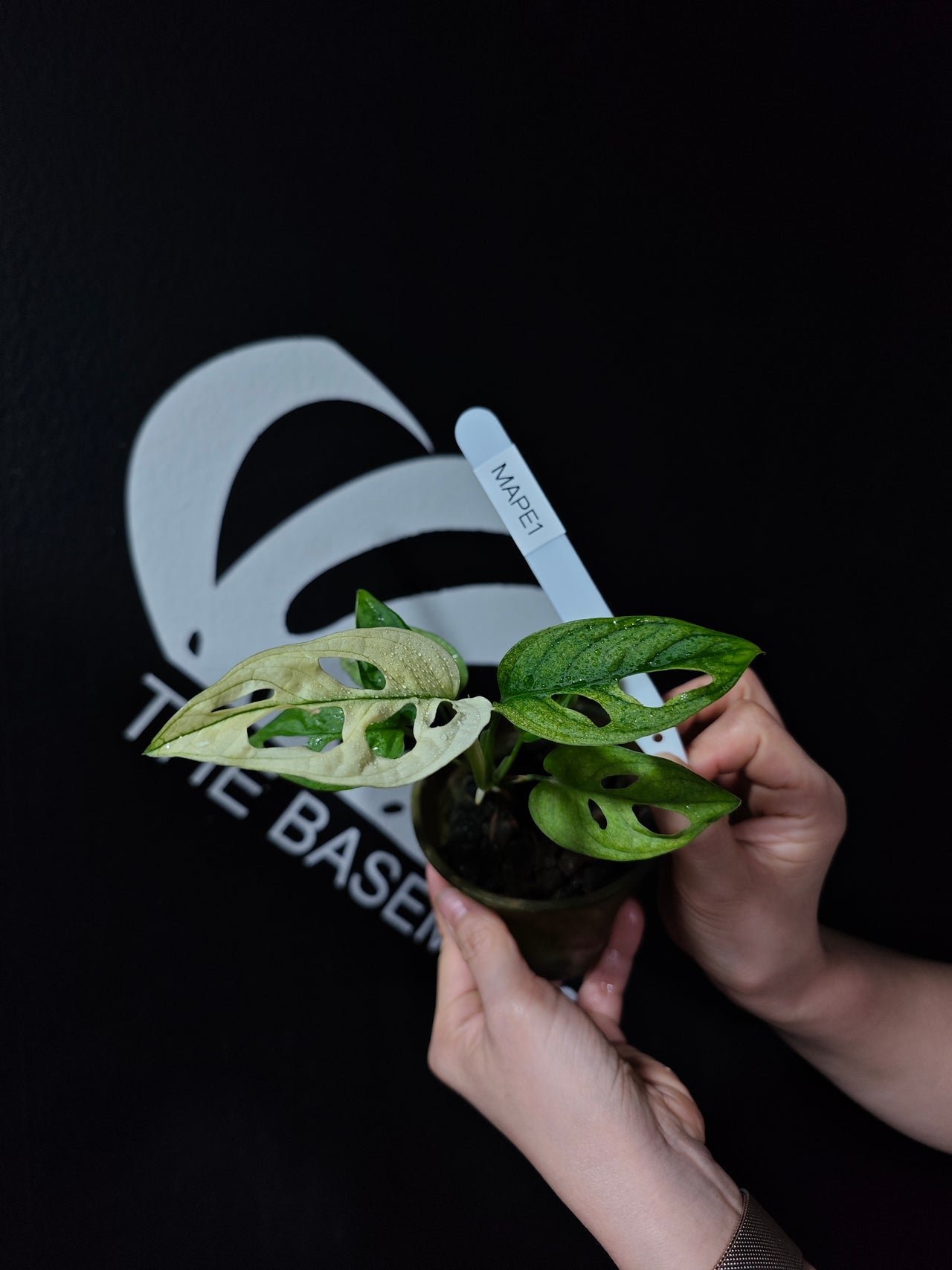 Monstera Adansonii Archipelago - thebasements.us