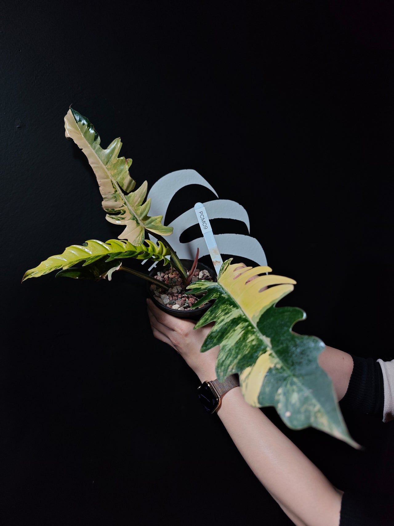 Philodendron Caramel Marble (Cutting not TC) - thebasements.us