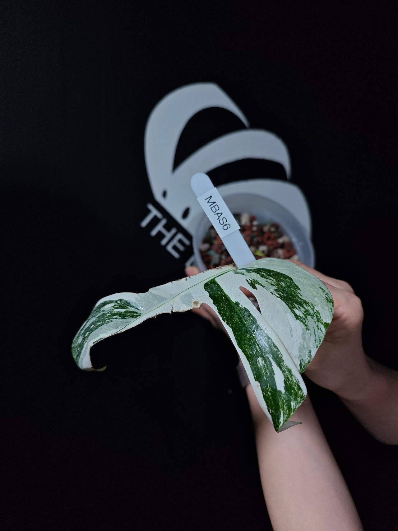 Monstera Borsigiana Albo