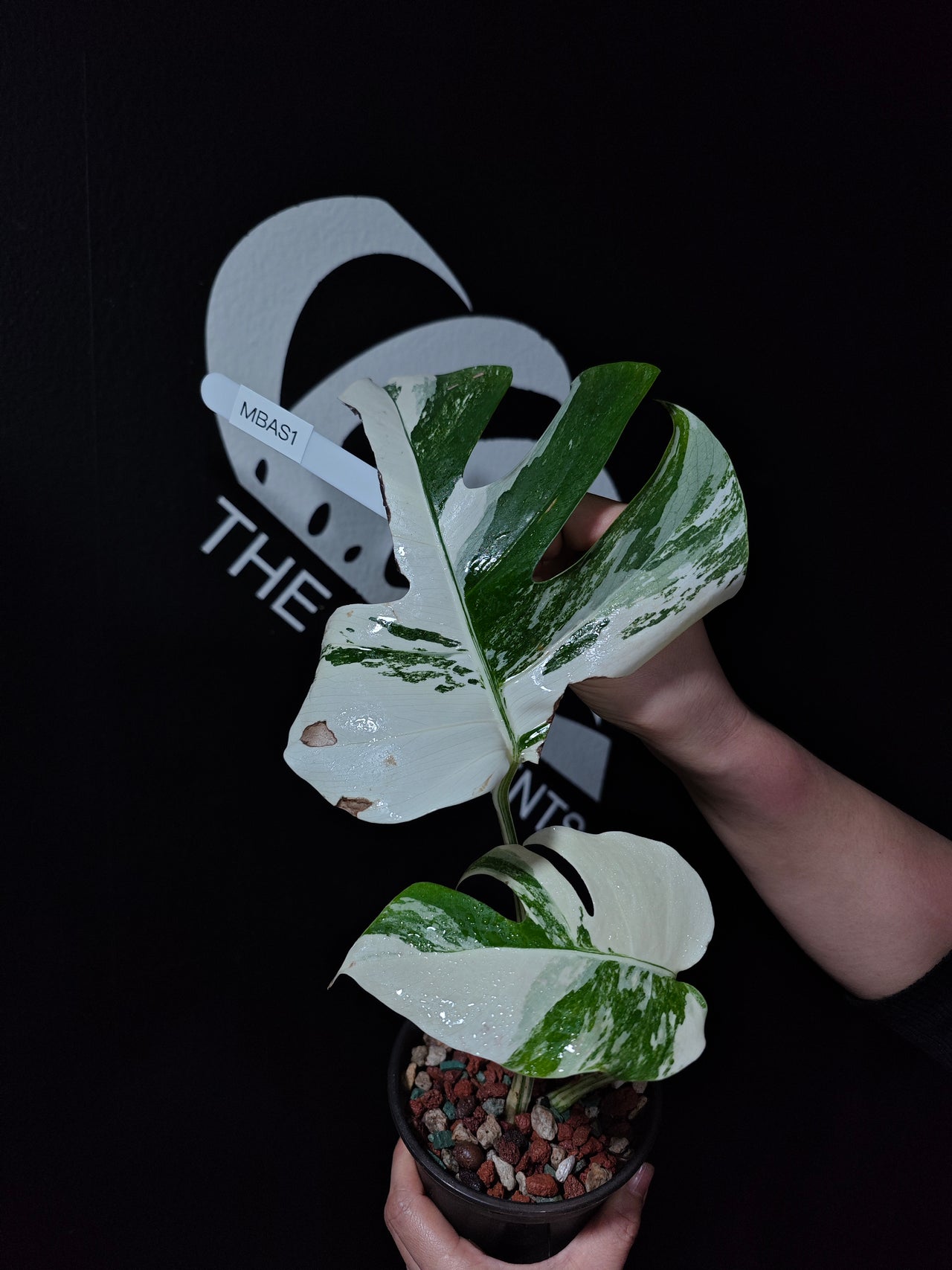 Monstera Borsigiana Albo - thebasements.us