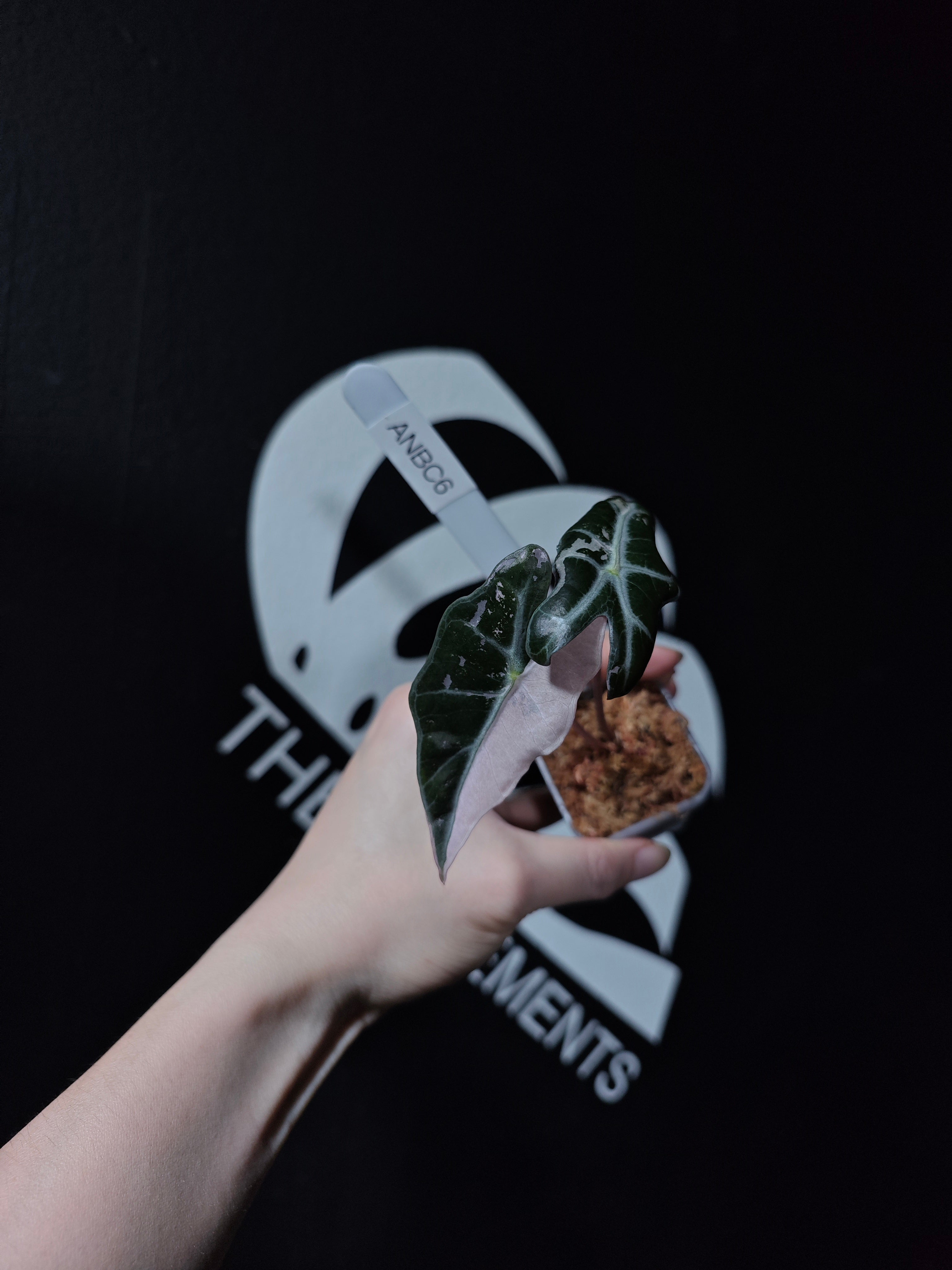 Alocasia Nobilis Pink Variegated K Verison - thebasements.com