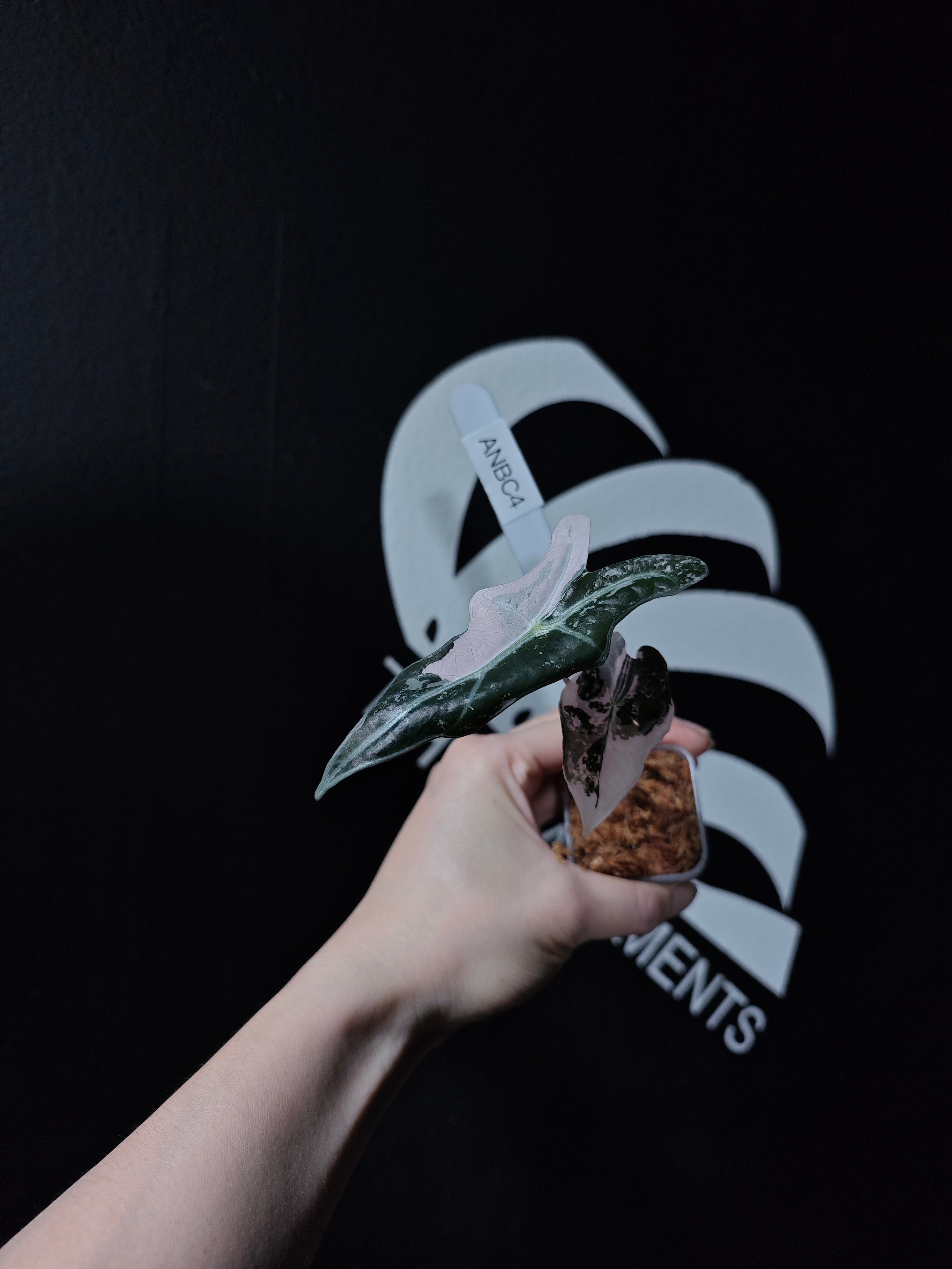 Alocasia Nobilis Pink Variegated K Verison - thebasements.com