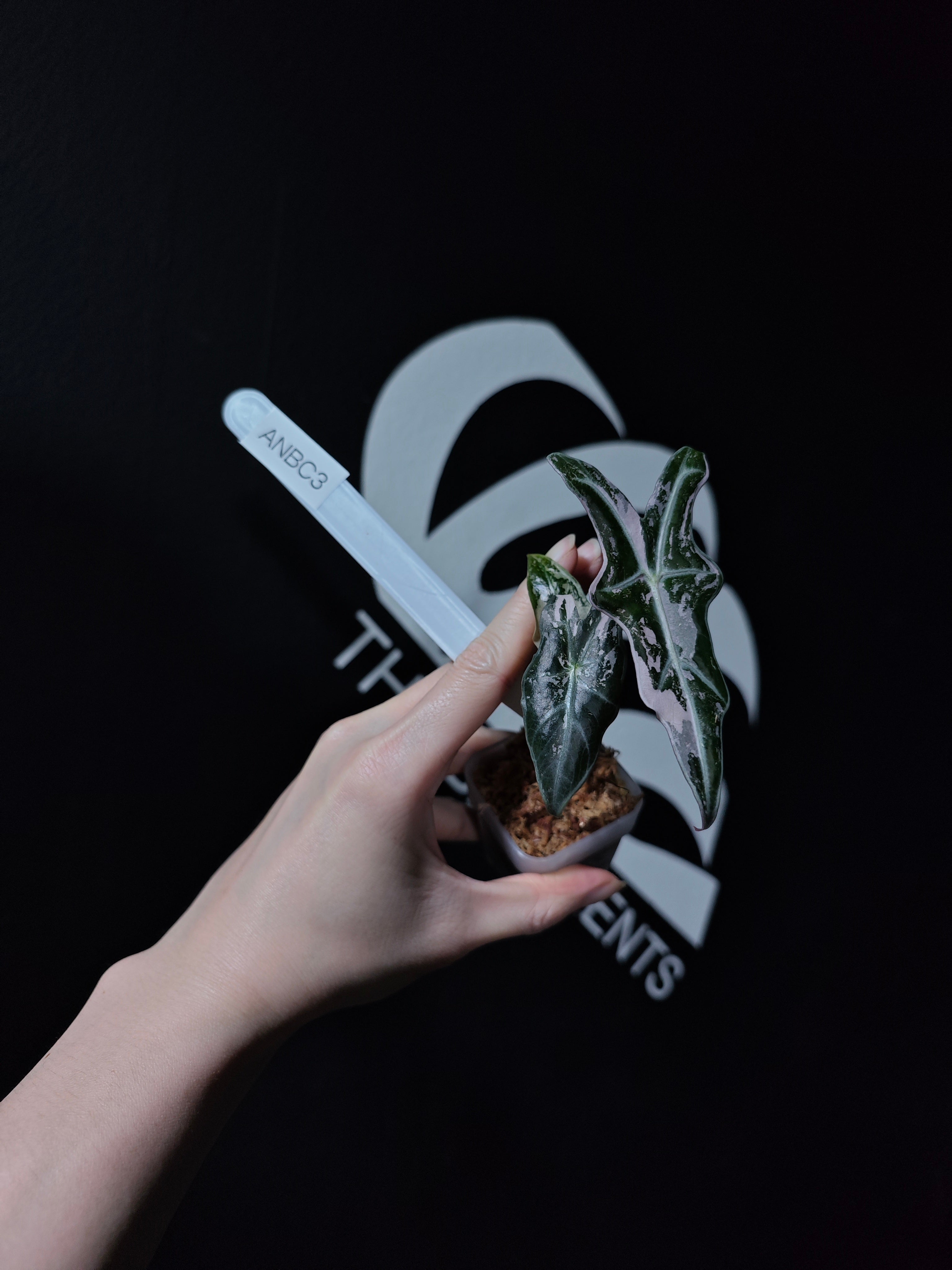 Alocasia Nobilis Pink Variegated K Verison - thebasements.com