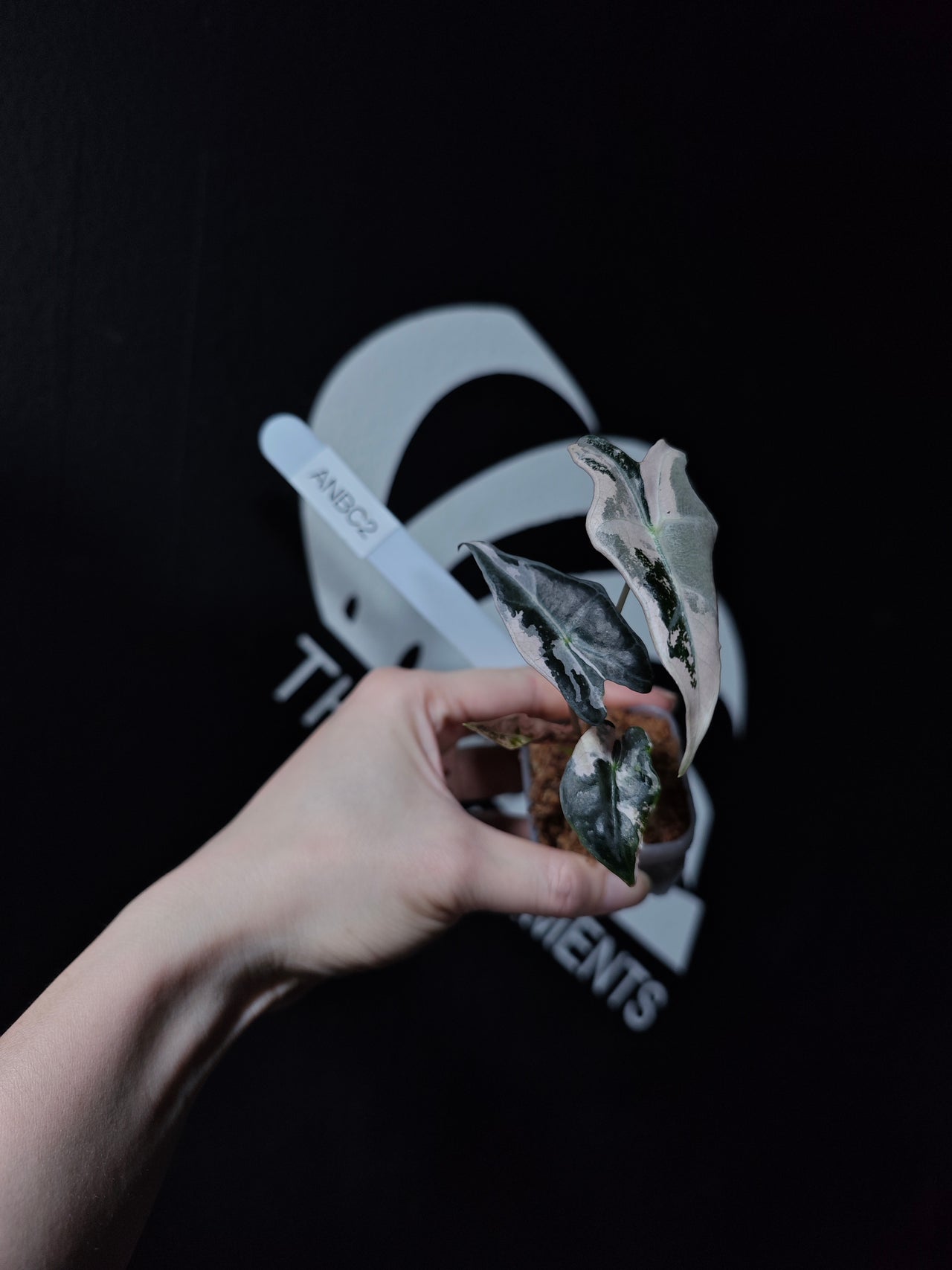 Alocasia Nobilis Pink Variegated K Verison