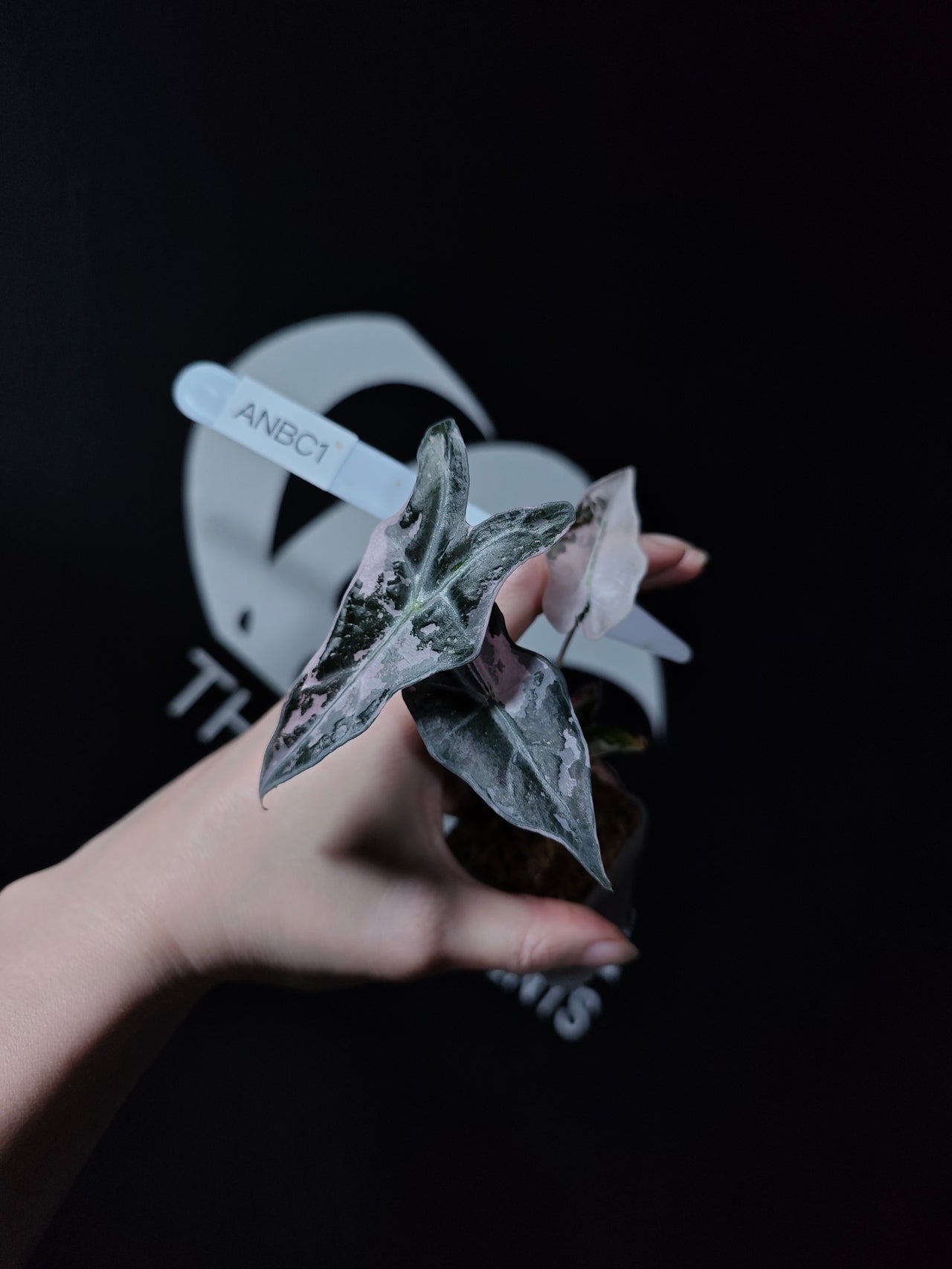 Alocasia Nobilis Pink Variegated K Verison