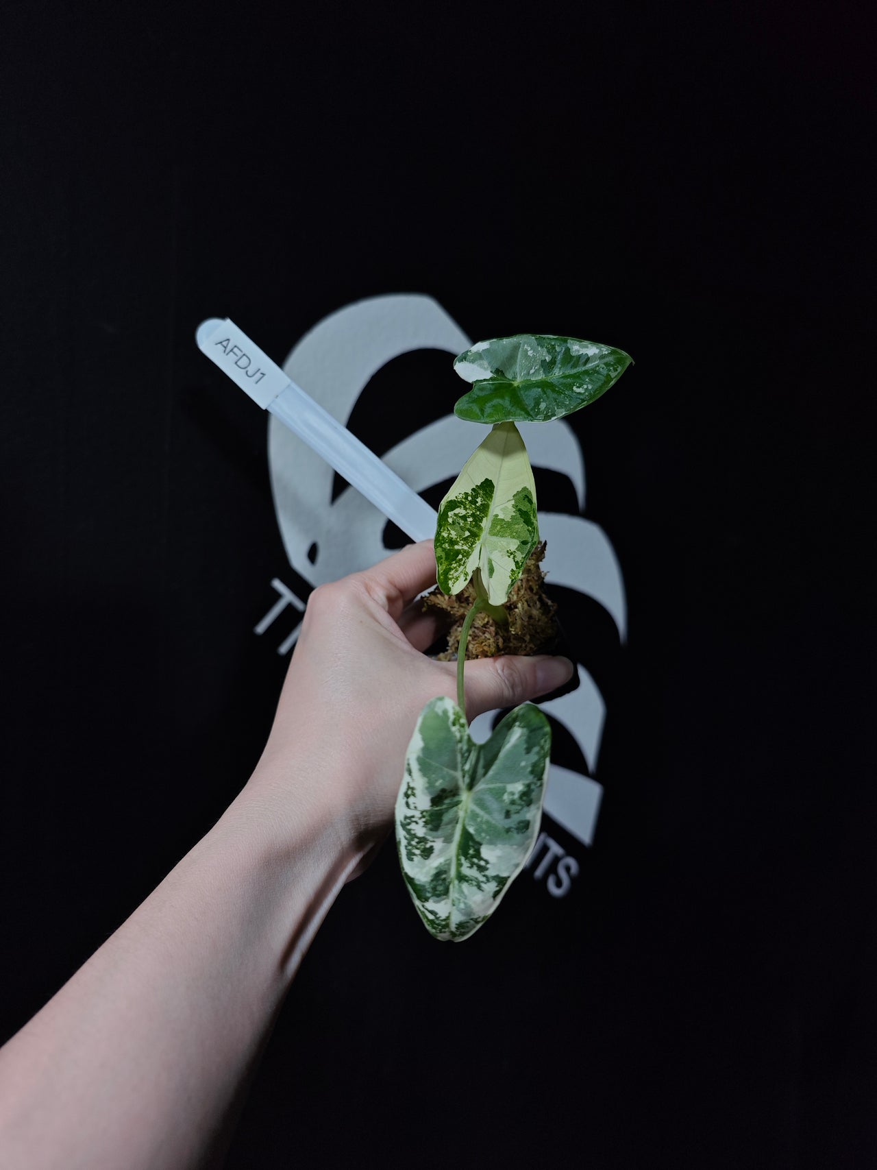 Alocasia Frydek Variegated TC - thebasements.us