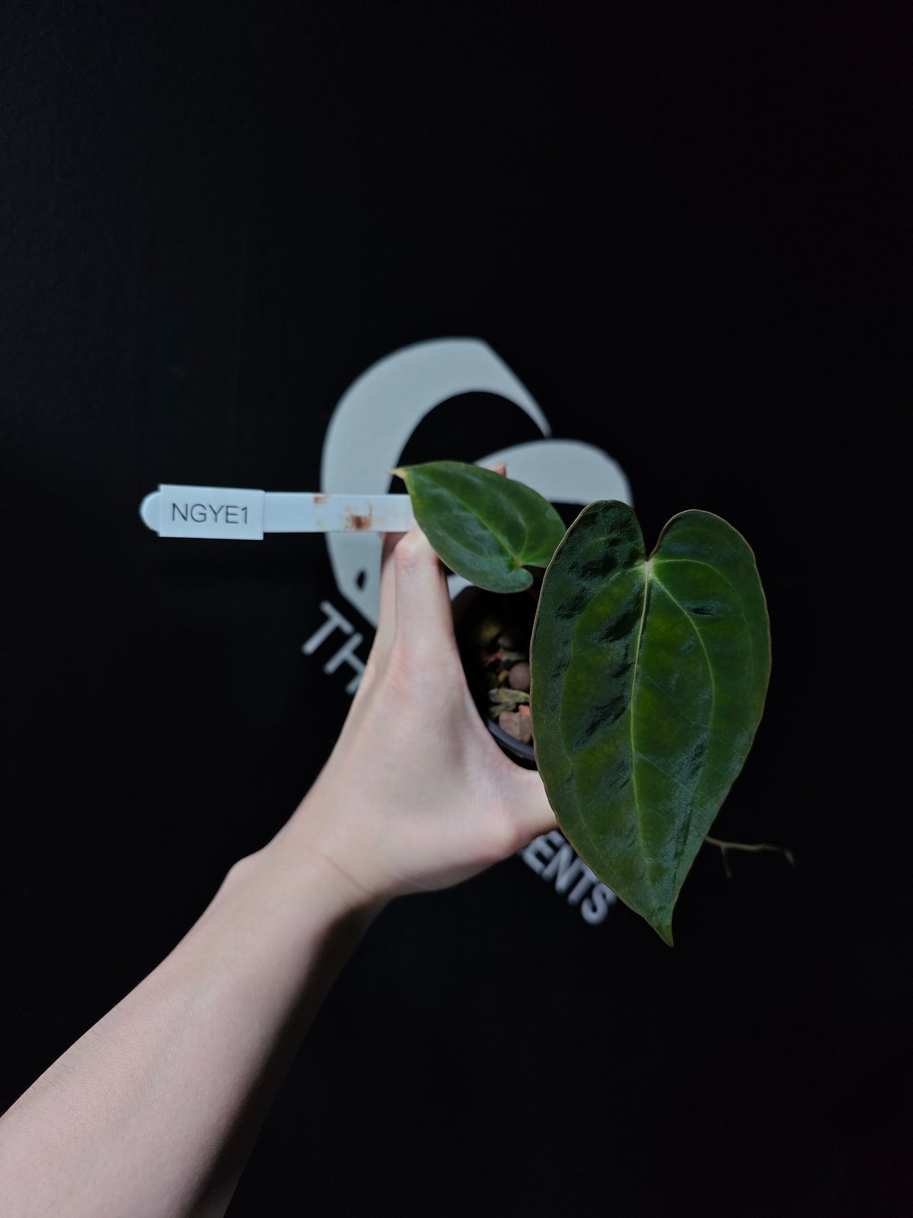 Anthurium Papilliaminum Variegated X Papilliaminum Guna Yala Seeding