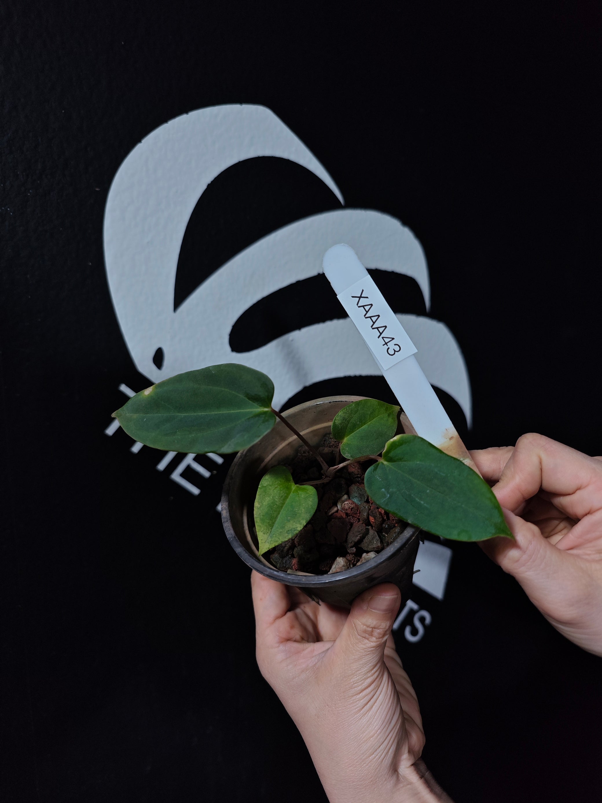 anthurium blue Anthurium Blue Papilliaminum OG x Papilliaminum FSRL Seedings
