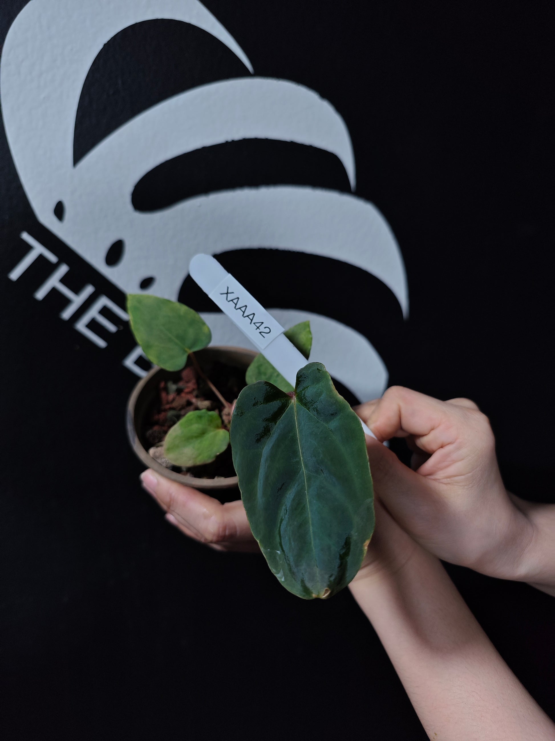 blue anthurium plants for sale Anthurium Blue Papilliaminum OG x Papilliaminum FSRL Seedings
