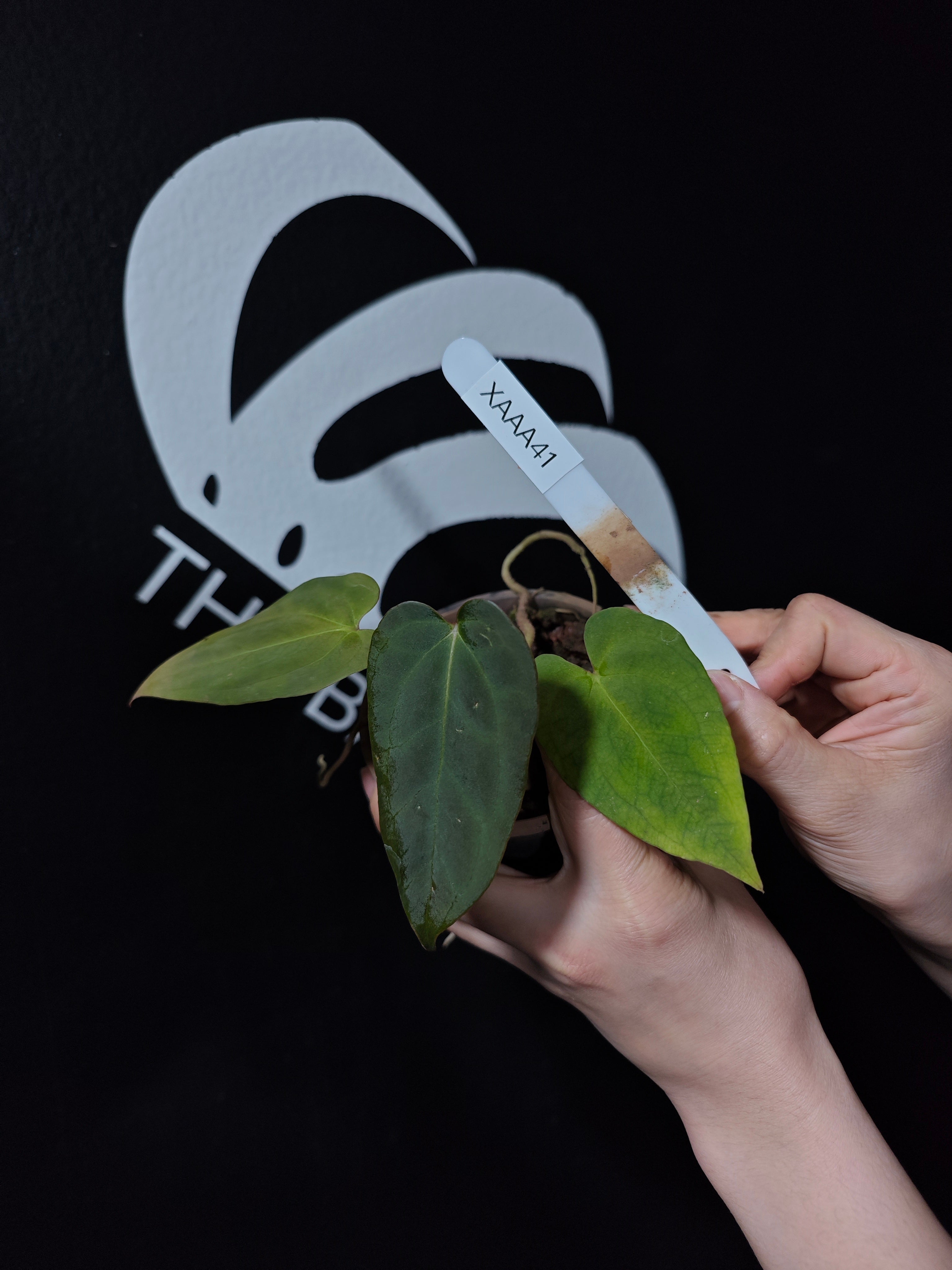 オベマン papi rlfs オベマン papi rlfs Anthurium Papillilaminum RL x FS seedling