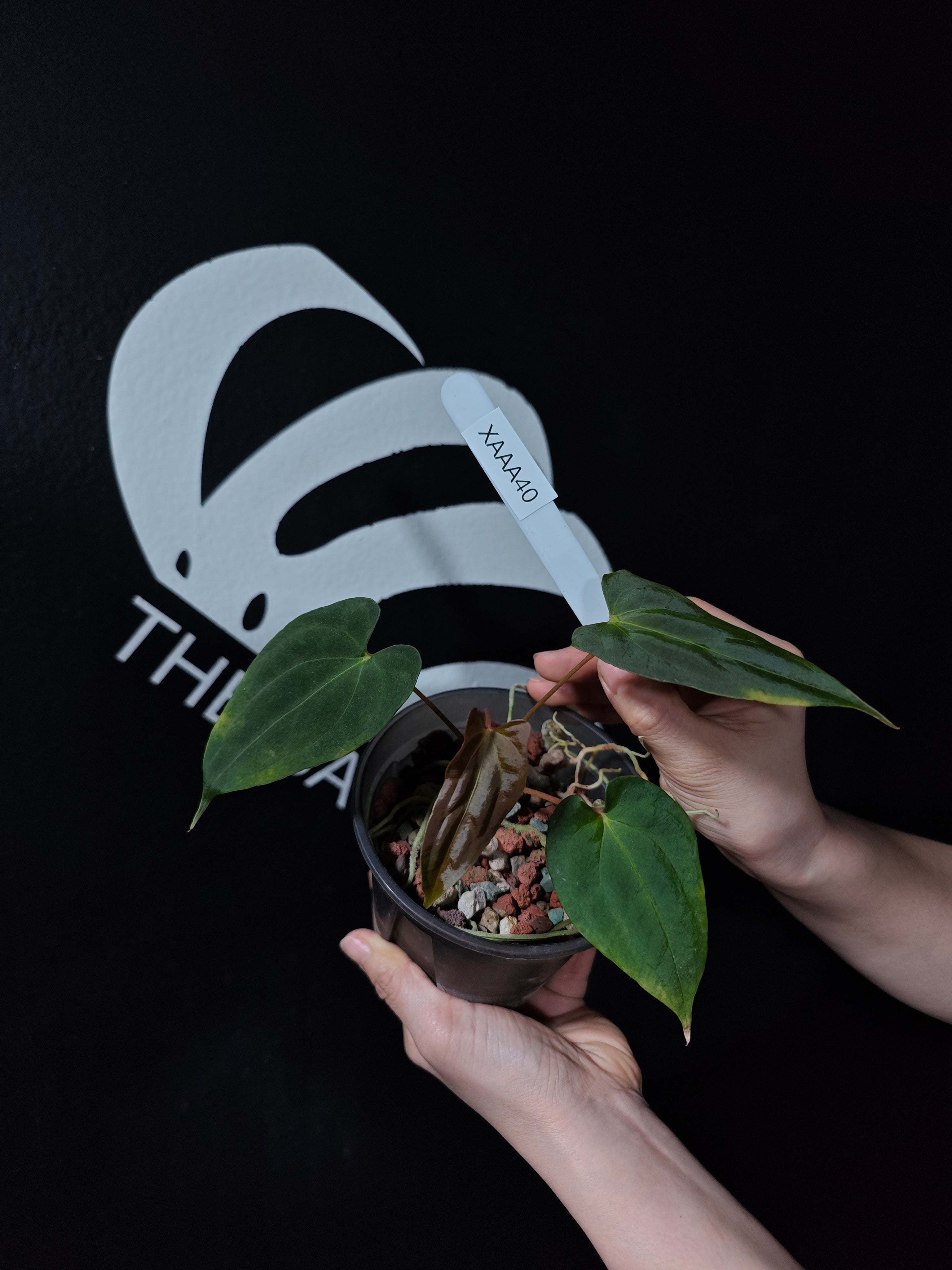 Anthurium Blue Papilliaminum OG x Papilliaminum FSRL Seedings