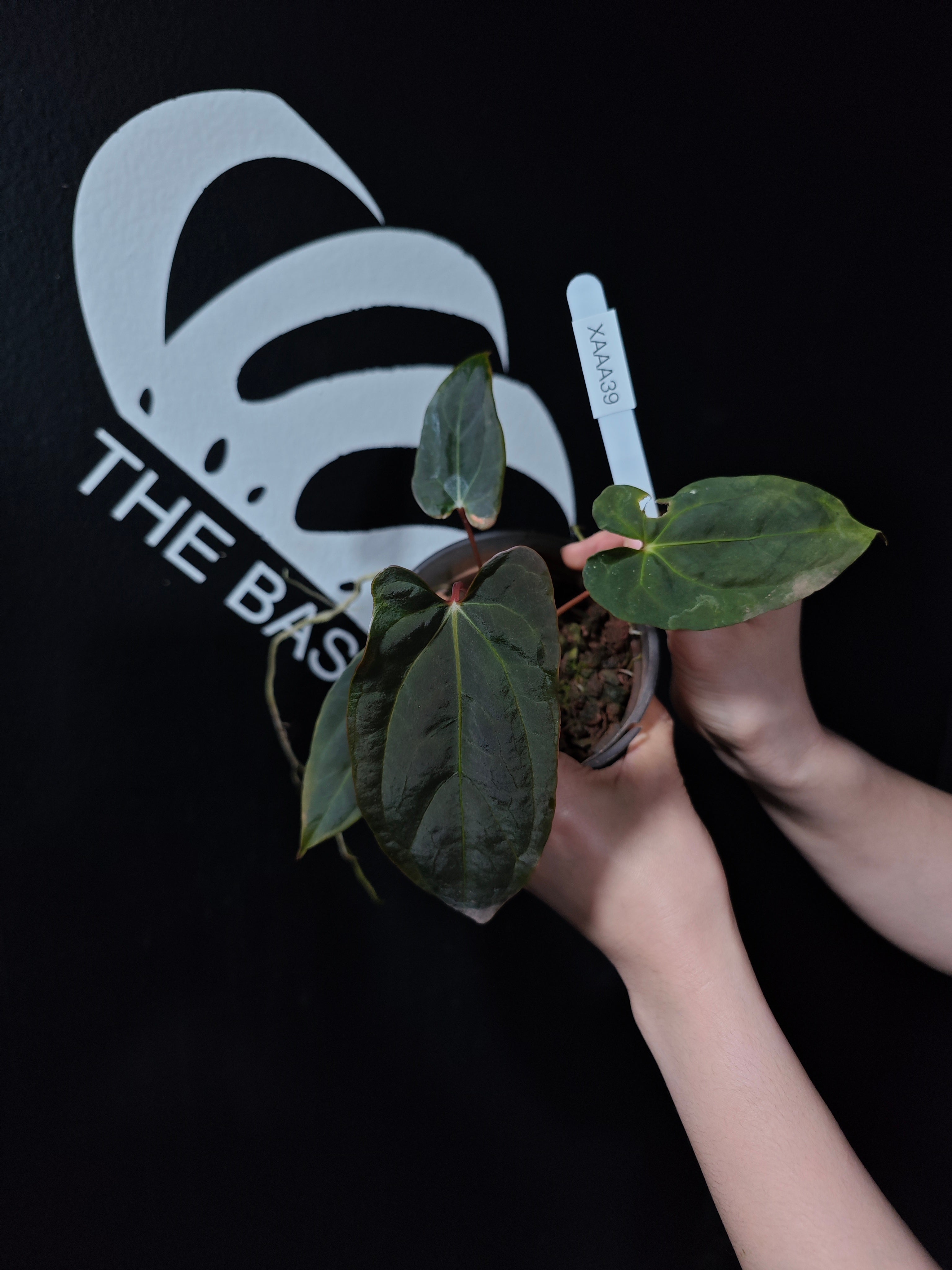 Anthurium Blue Papilliaminum OG x Papilliaminum FSRL Seedings