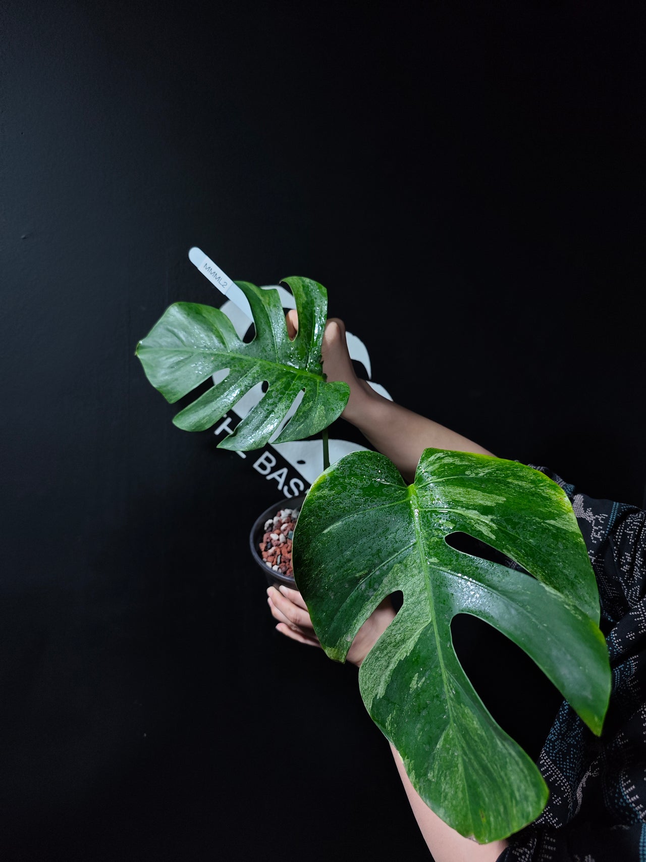 Monstera NOID Jungle Mint