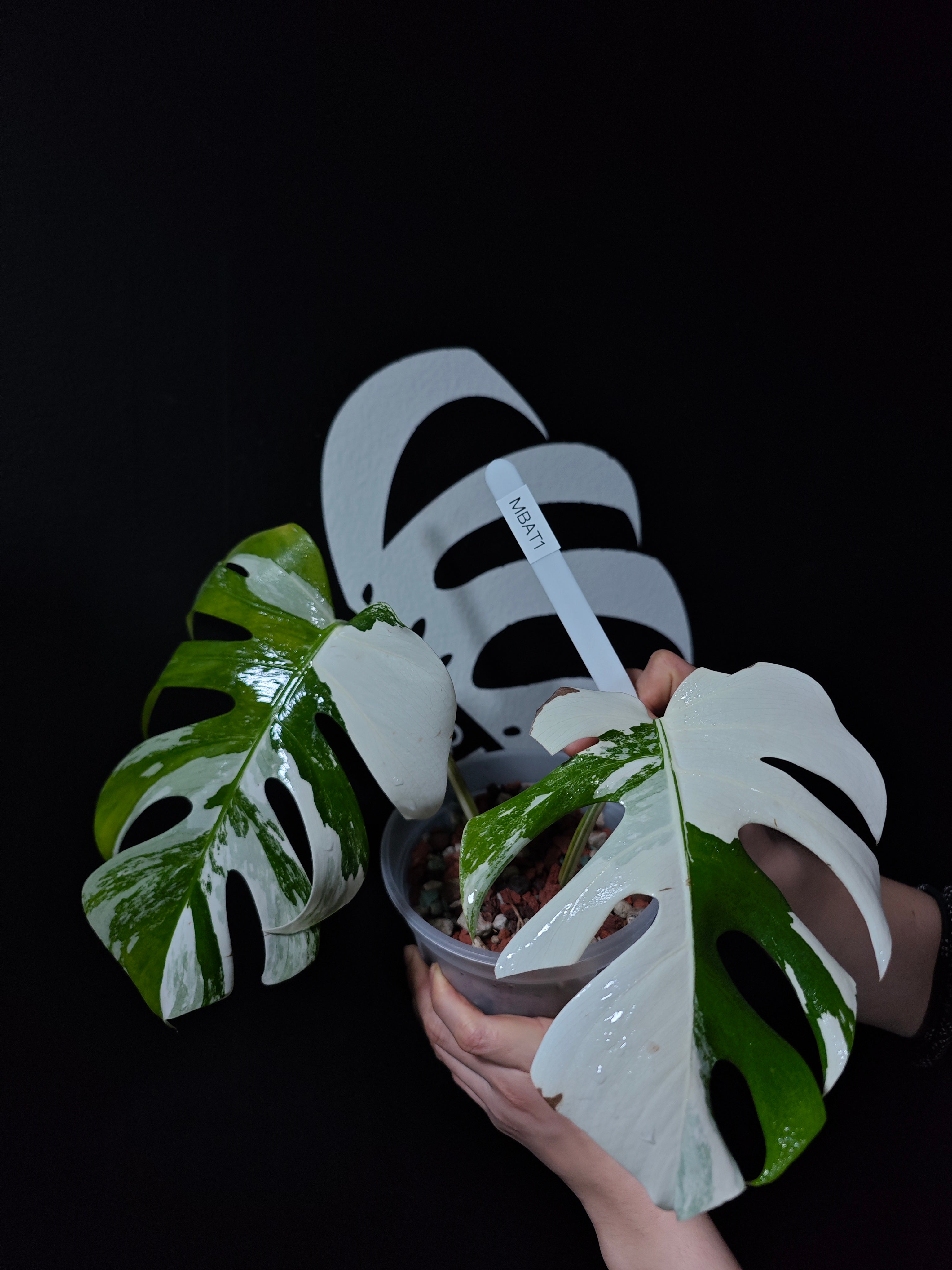 Monstera Borsigiana Albo - thebasements.com