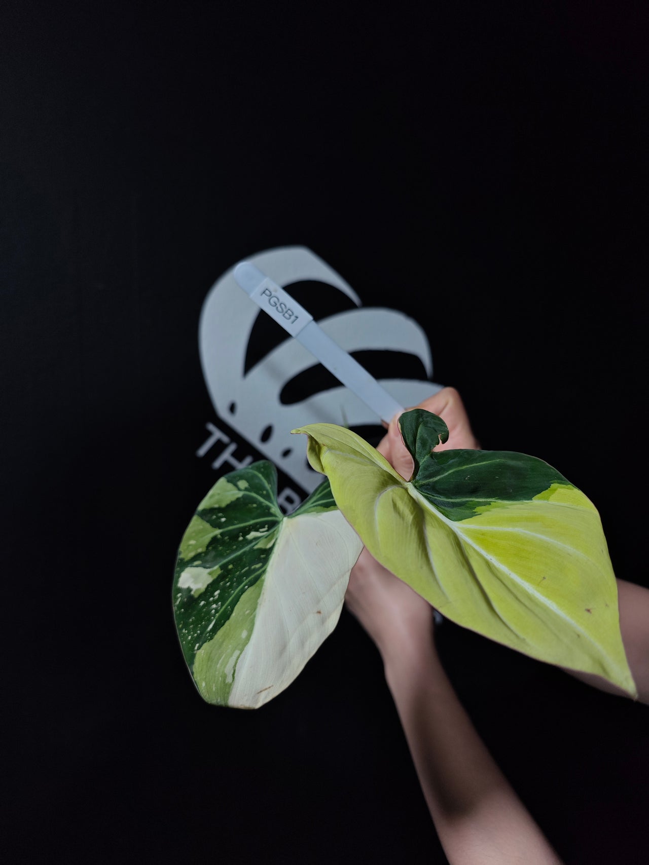 Philodendron Gloriousum Var - thebasements.us