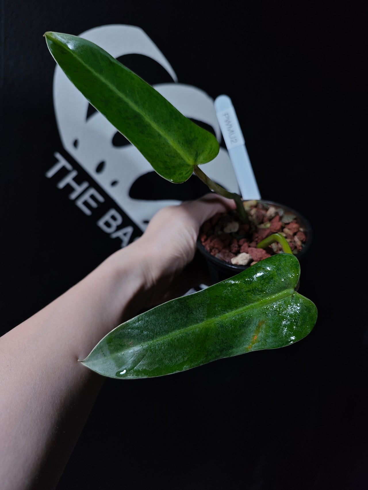 Philodendron Whipple Way Mint - thebasements.us