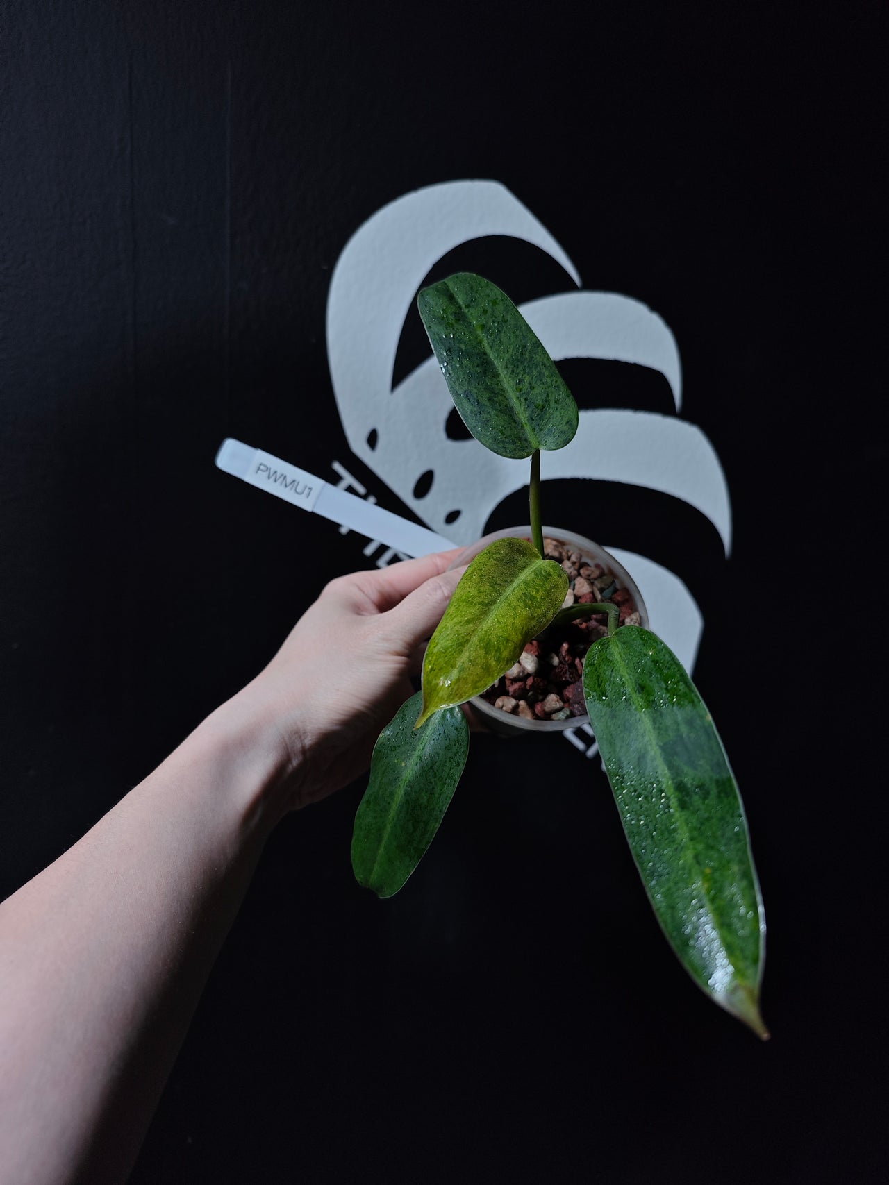 Philodendron Whipple Way Mint - thebasements.us