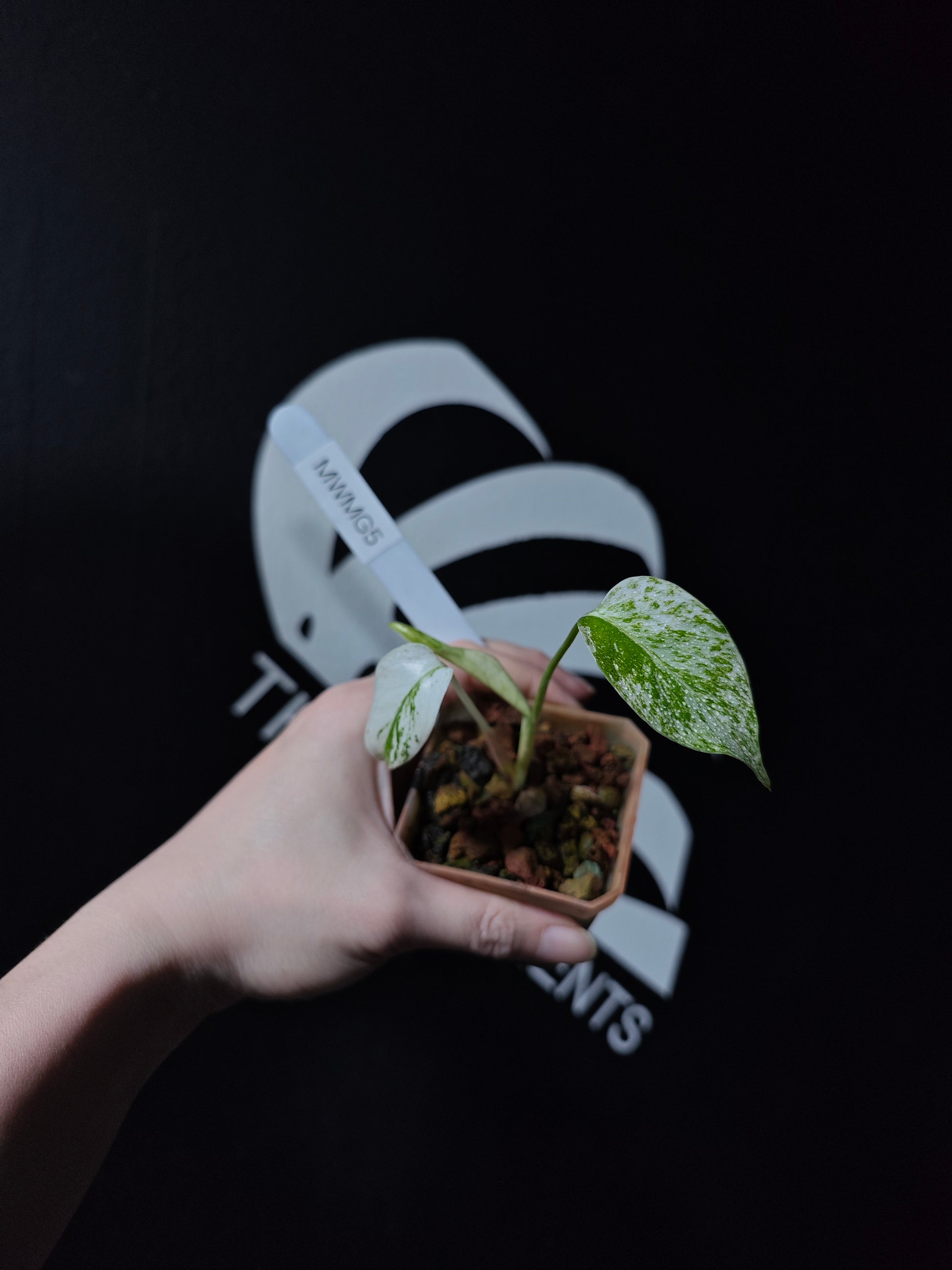 Monstera White Monster Primer Selected - thebasements.com