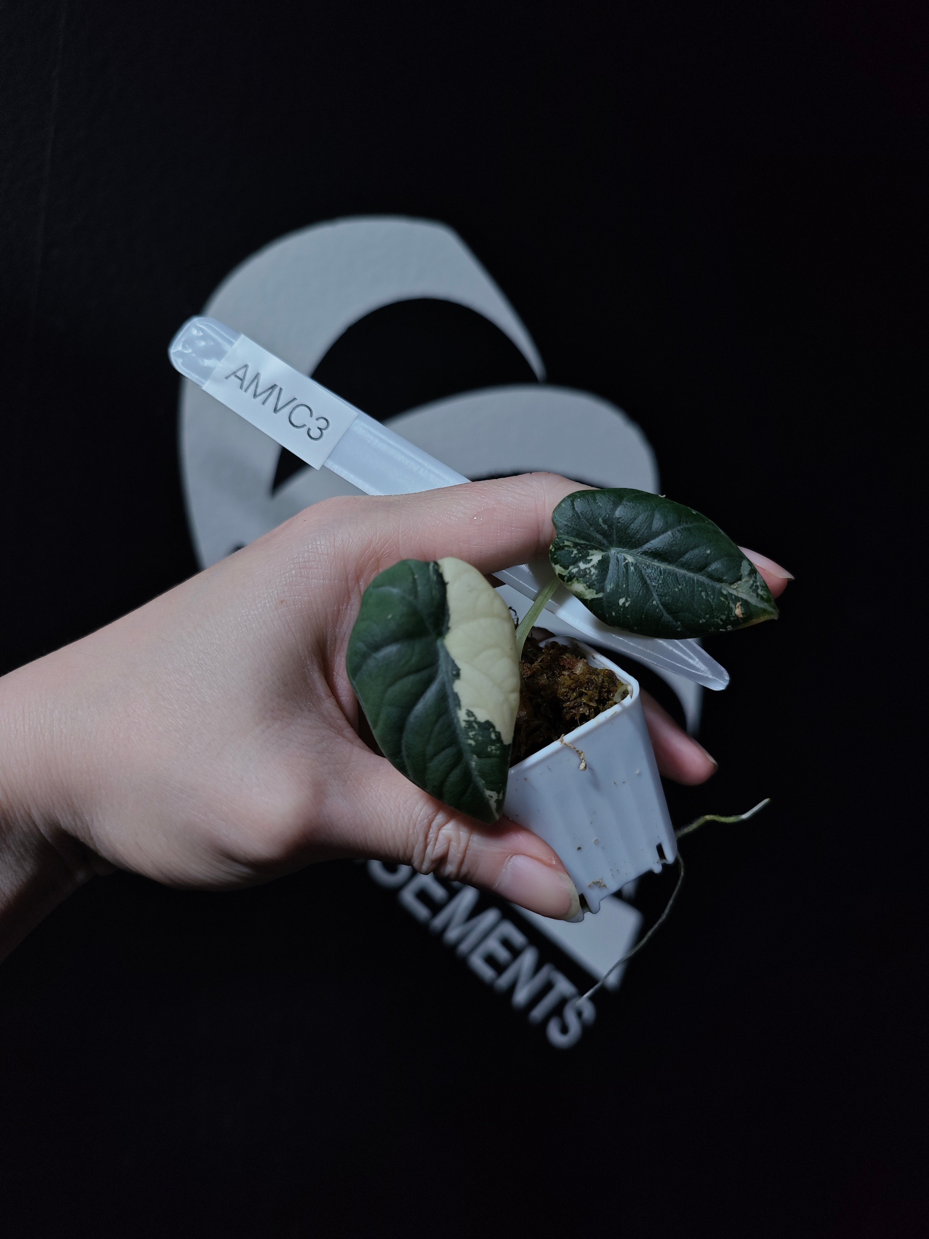 アロカシア マハラニ 斑入り - thebasements.com