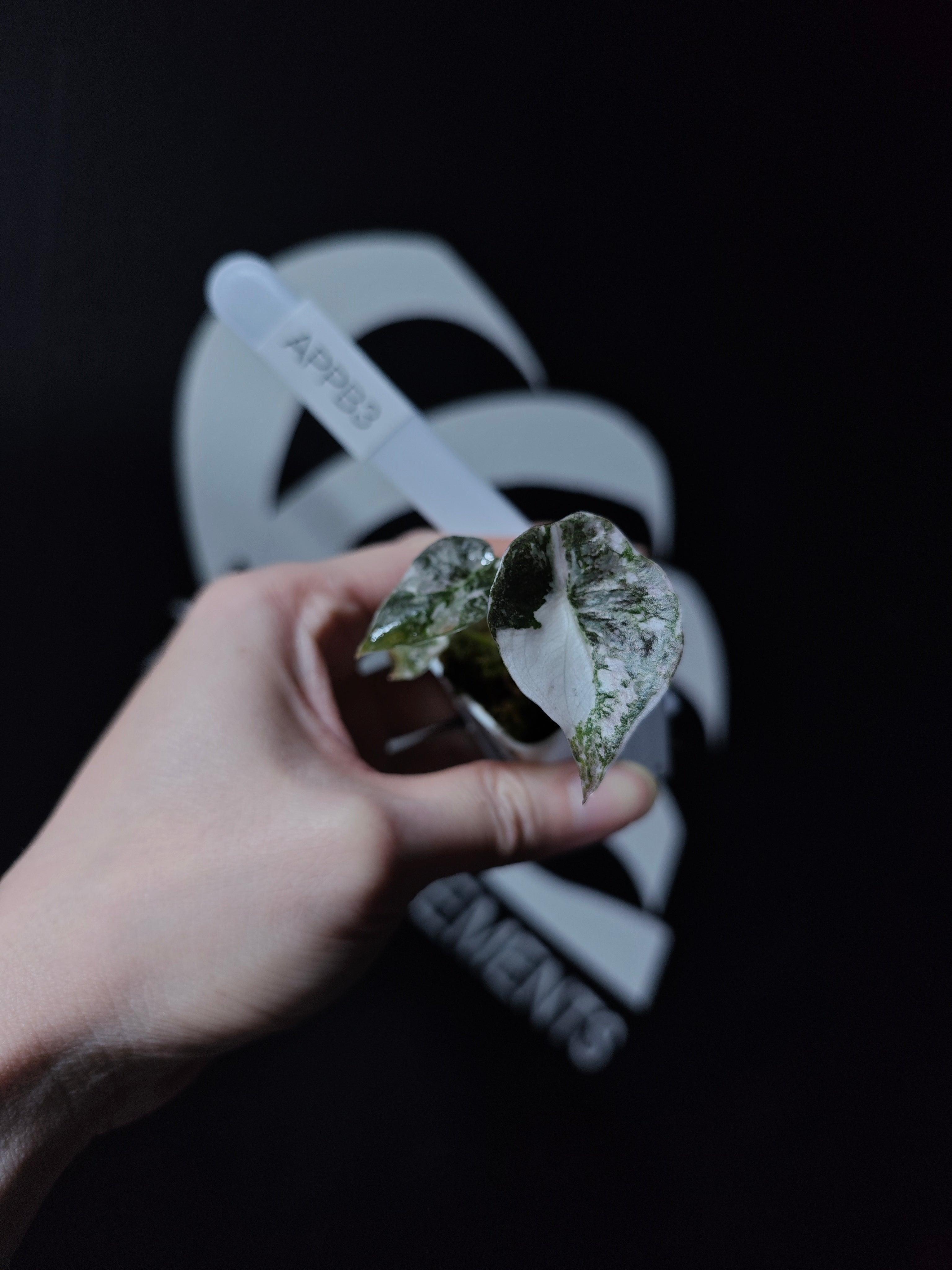 Alocasia Cuprea Pink Variegated - thebasements.com