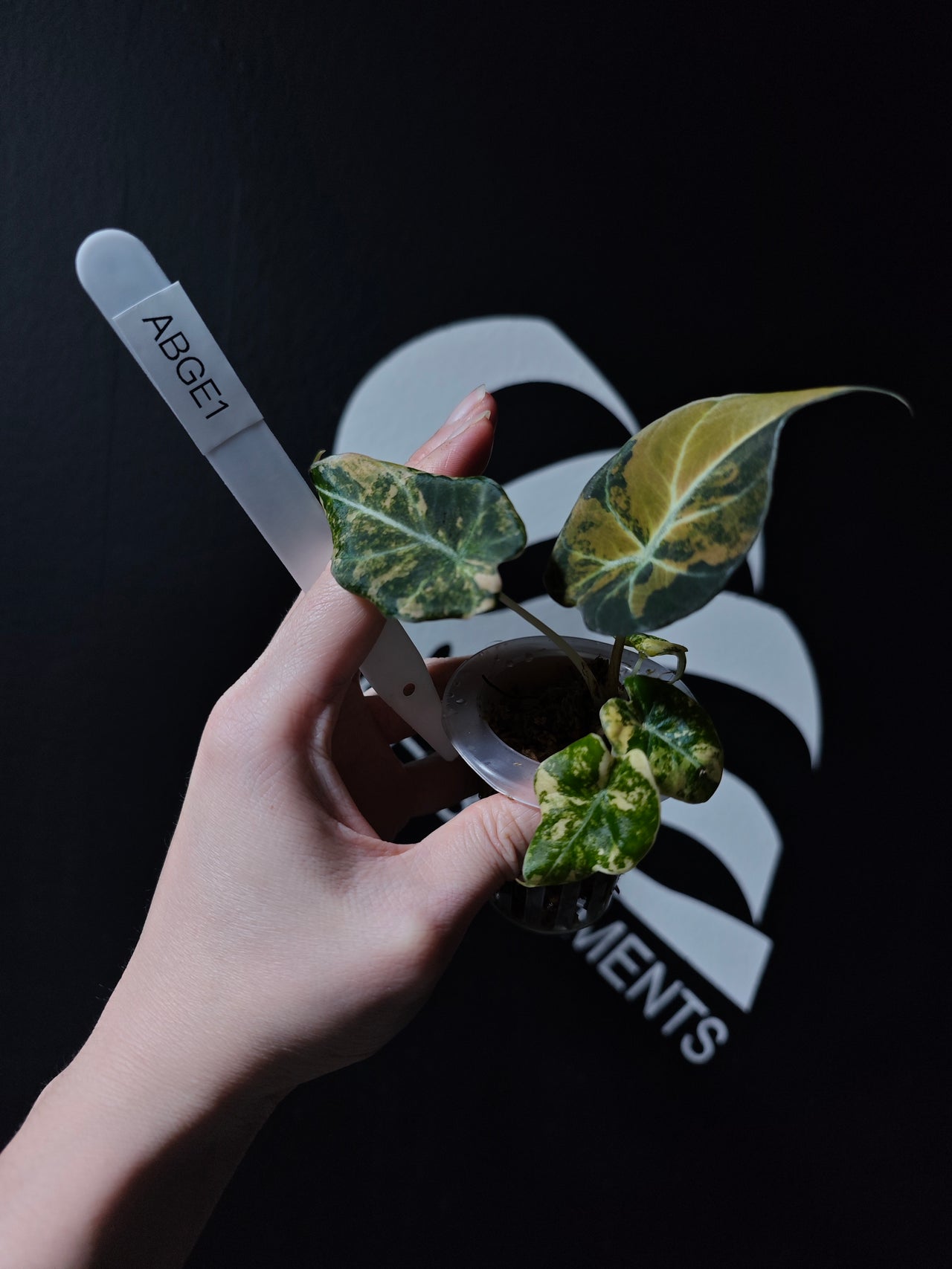 Alocasia Black Velvet Aurea Variegated